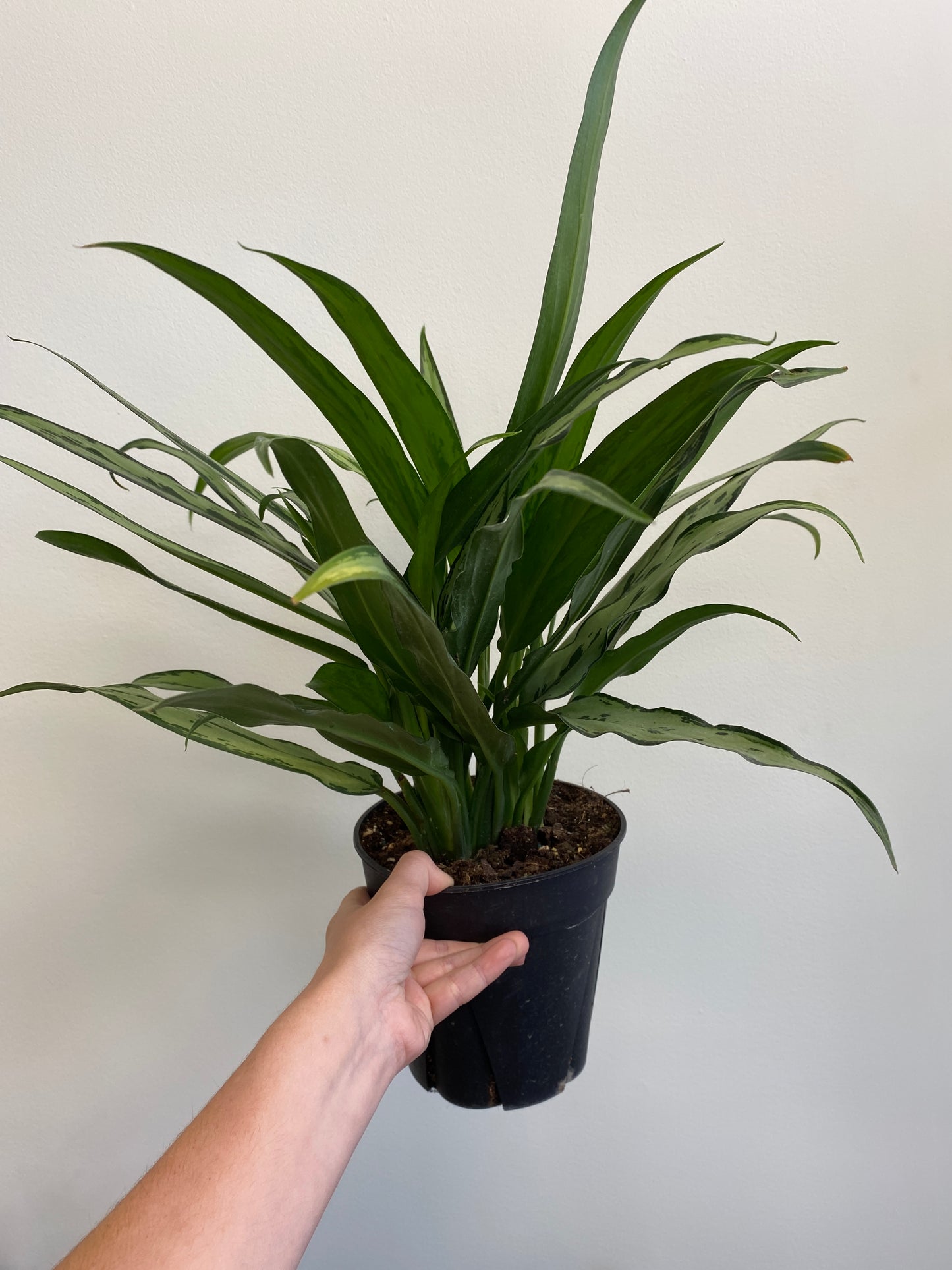 Aglaonema ‘Cutlass’ - Chinese Evergreen