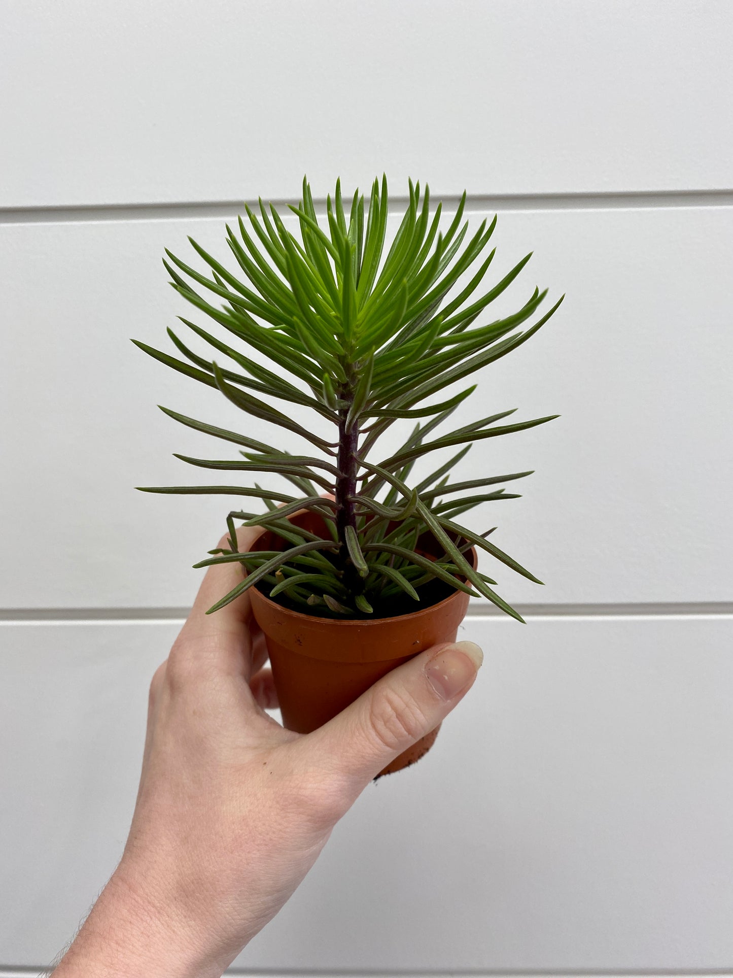 Senecio barbertonicus - Himalaya Senecio, Succulent Bush