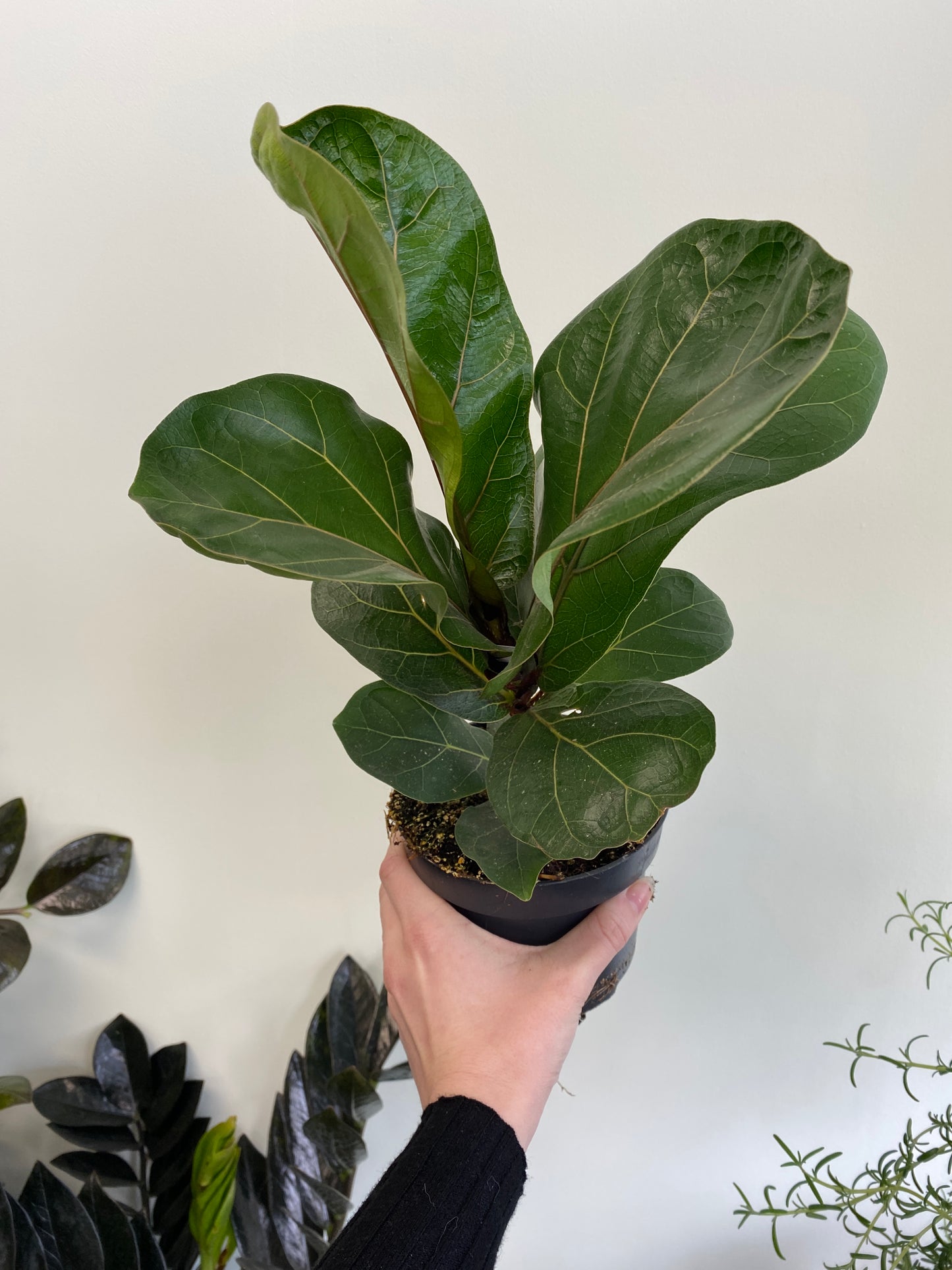 Ficus lyrata 'Bambino' - Dwarf Fiddle-Leaf Fig