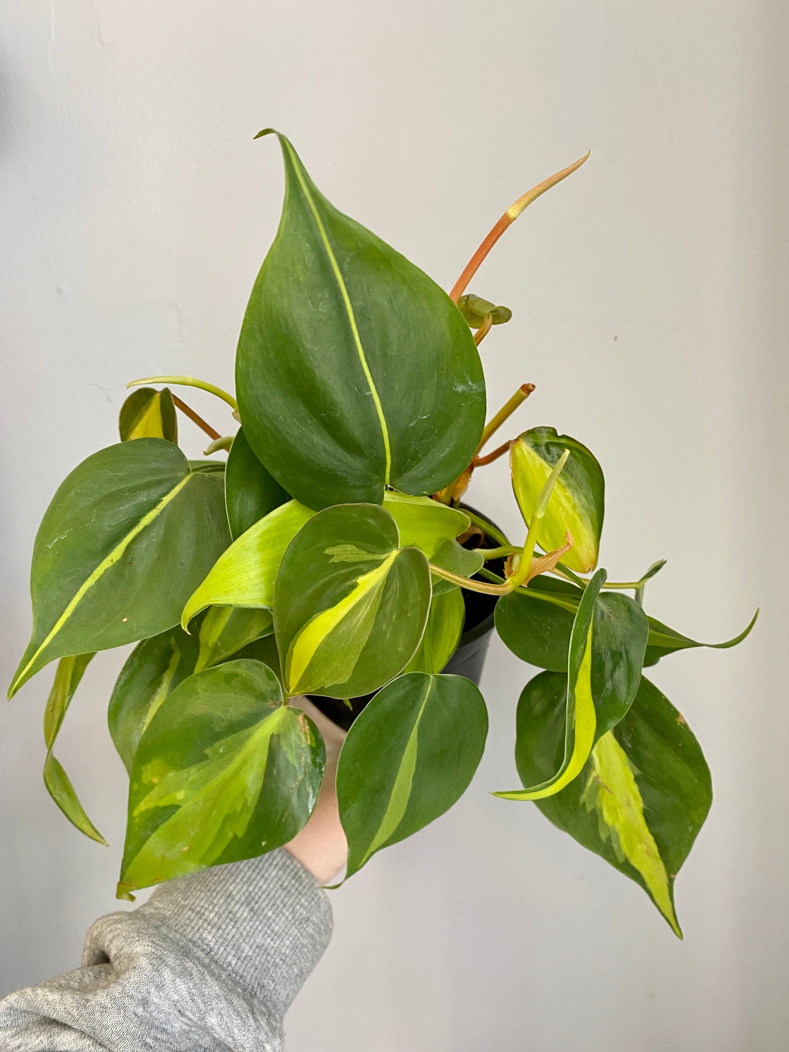 heart-leaf philodendron brazil Philodendron scandens 'Brazil'