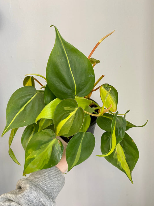 Philodendron scandens 'Brazil' - Heartleaf Philodendron 'Brasil'