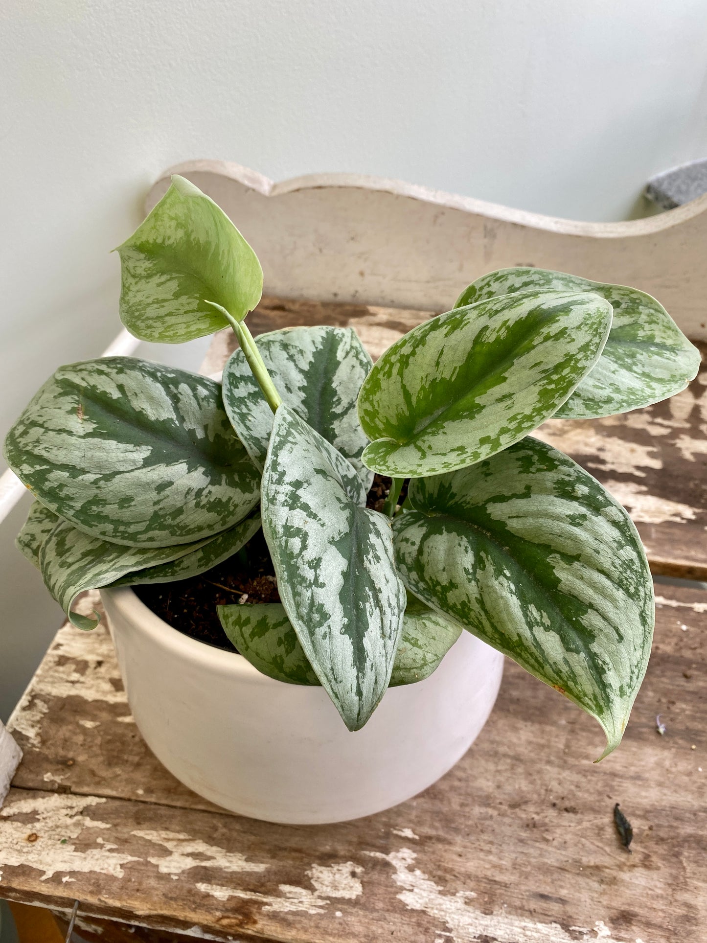 Scindapsus pictus - Pothos ‘Silver Satin’