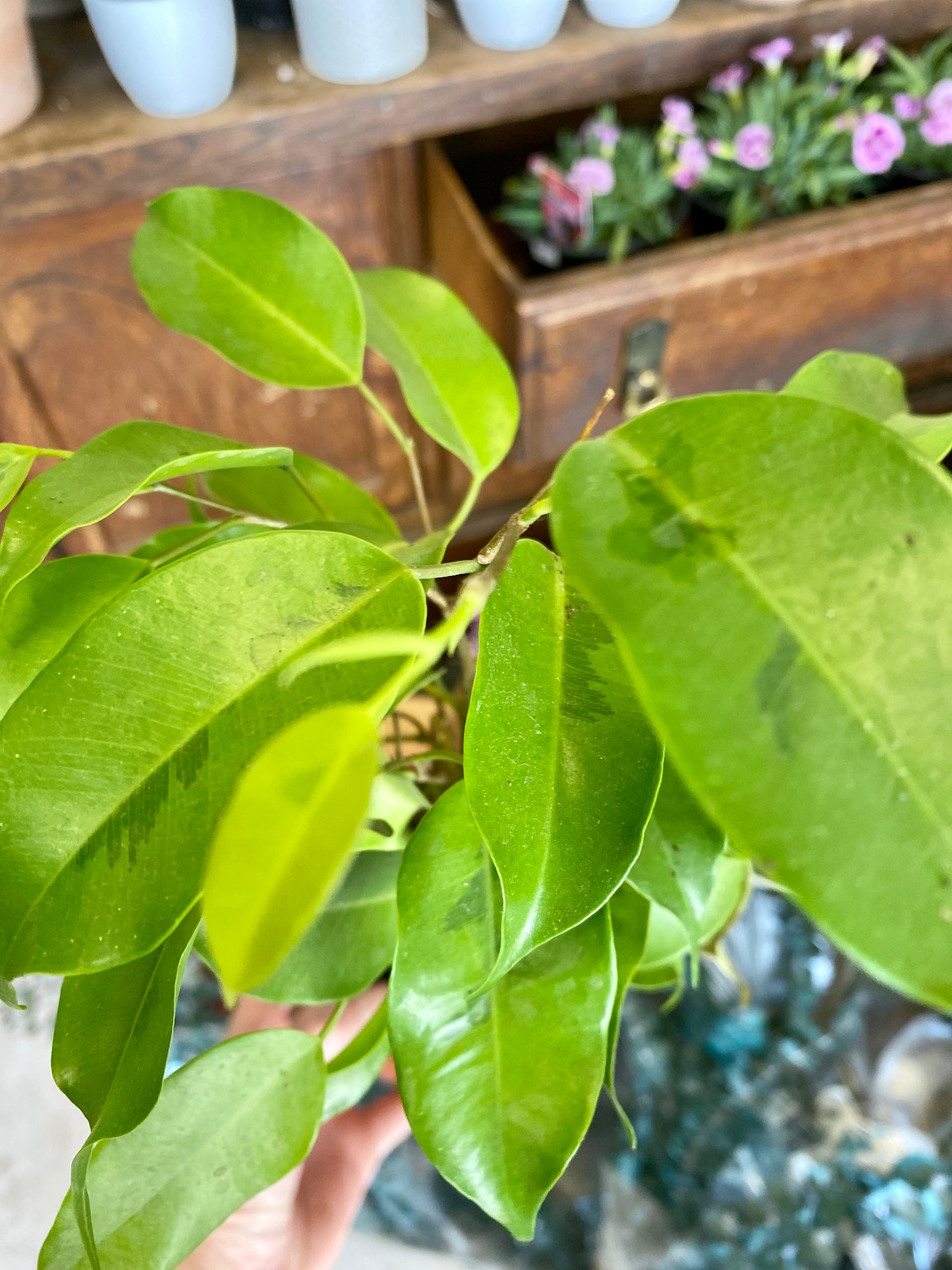 Ficus benjamina Varigated
