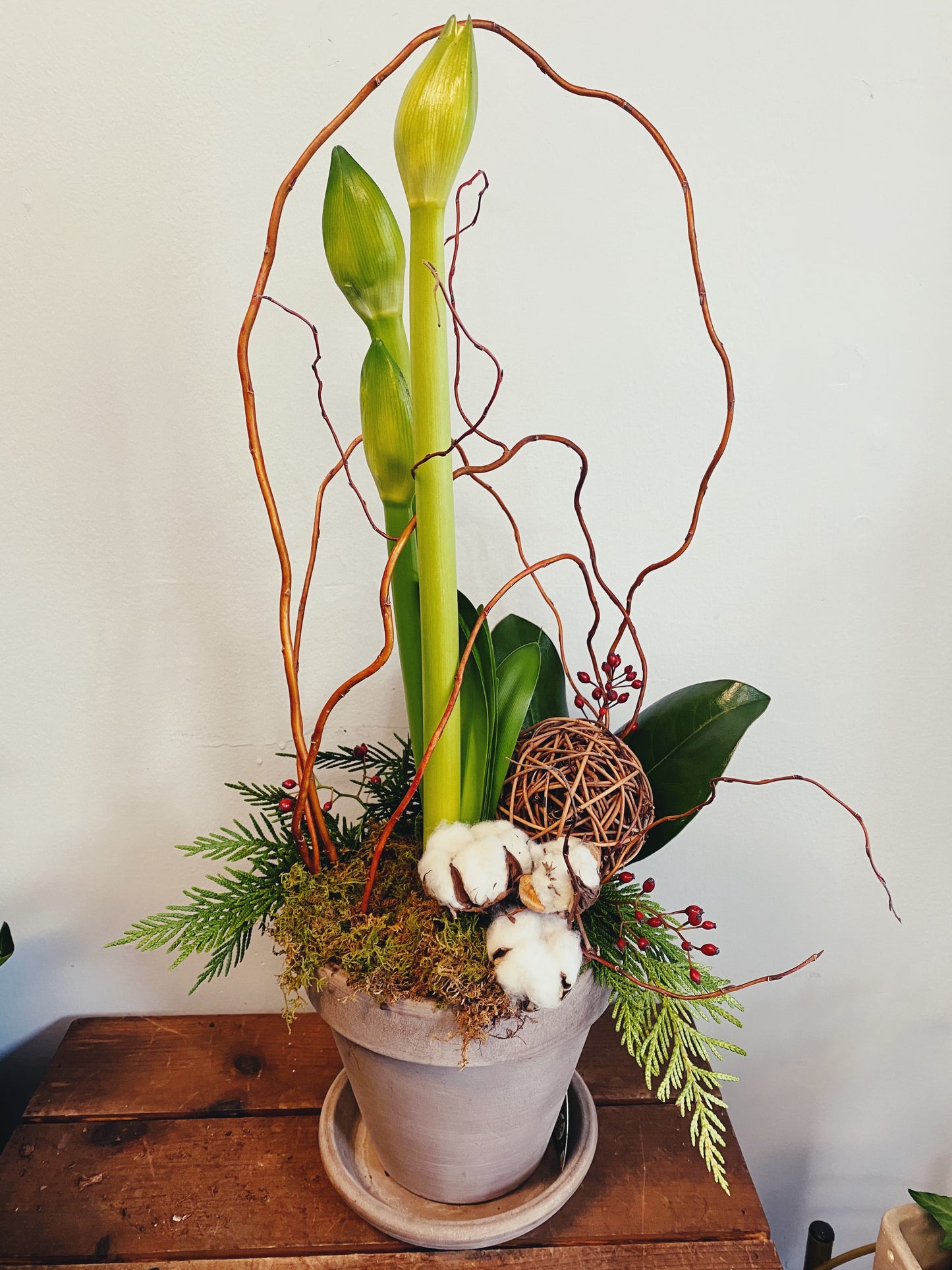 Dressed and Dreamy - Amaryllis bulbs