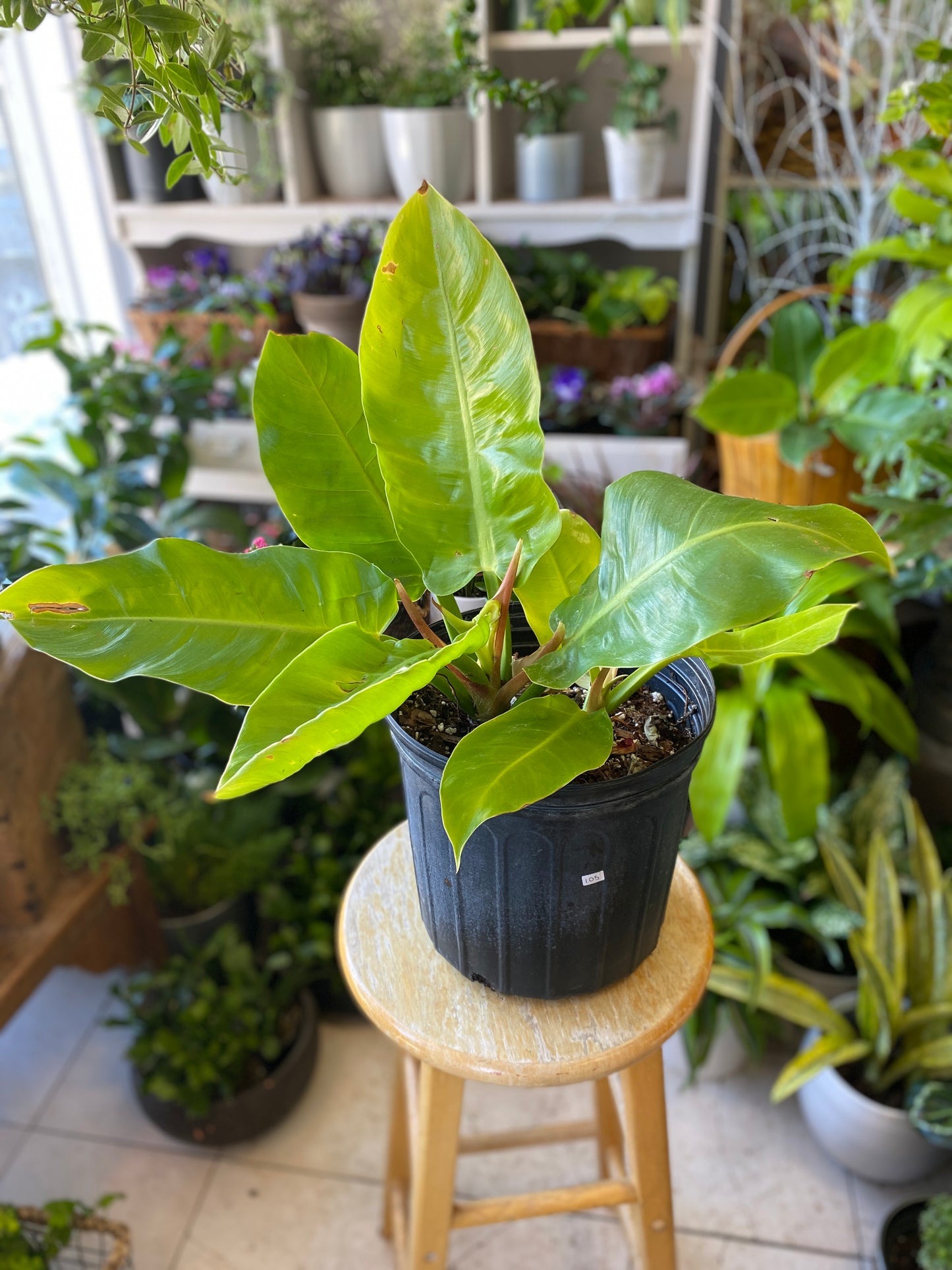 Philodendron ‘Moonlight’