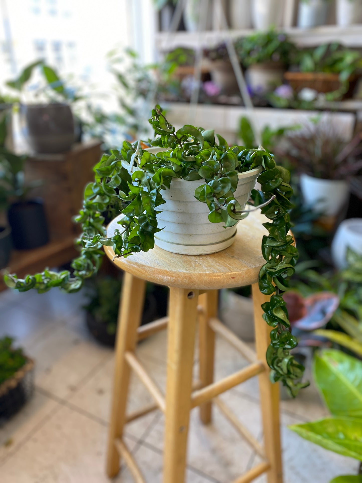 Hoya Carnosa ‘Compacta’ - Hindu Rope