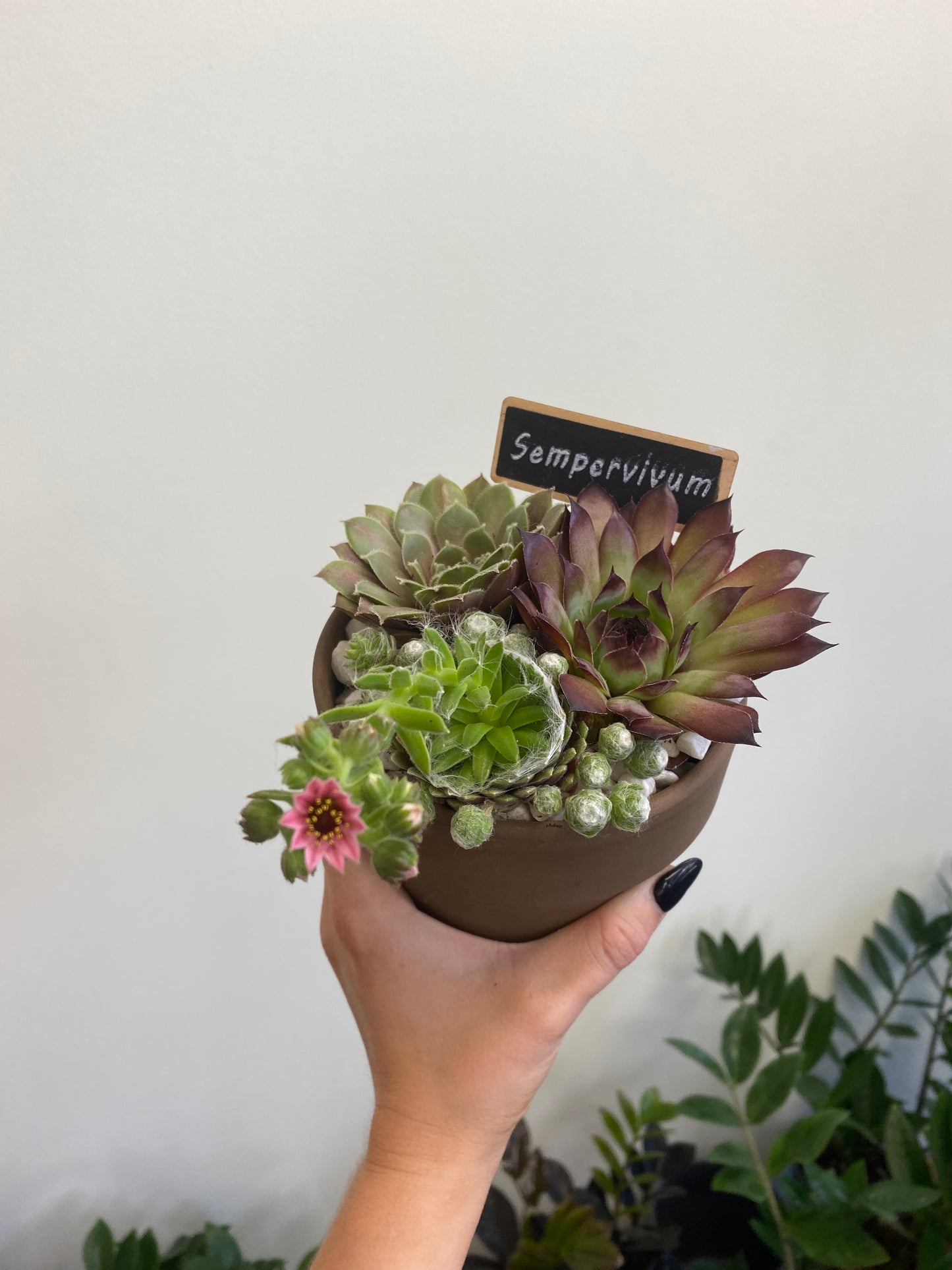 Hens & Chicks Planter in Terracotta