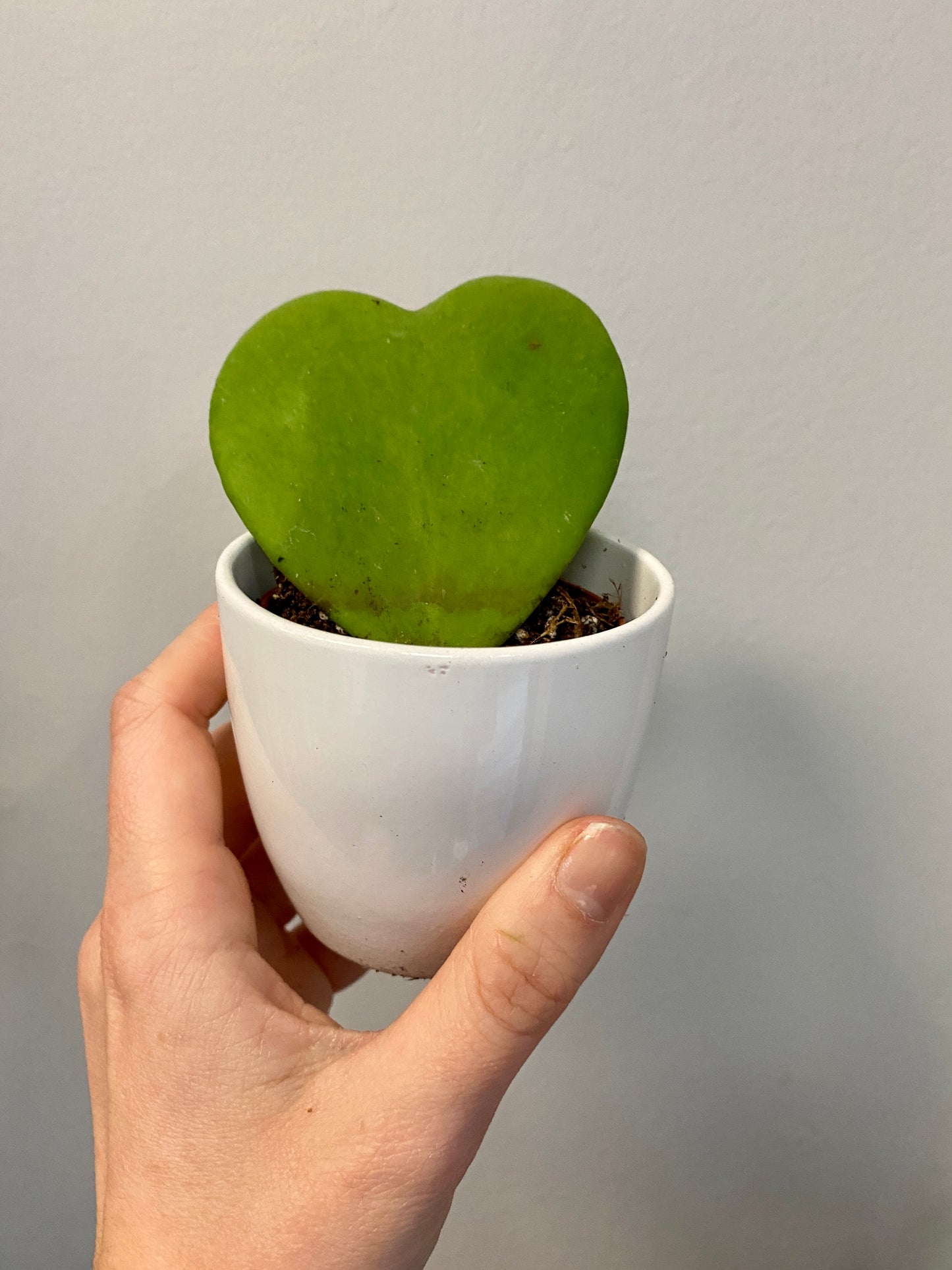 Hoya kerrii - Heartleaf Hoya