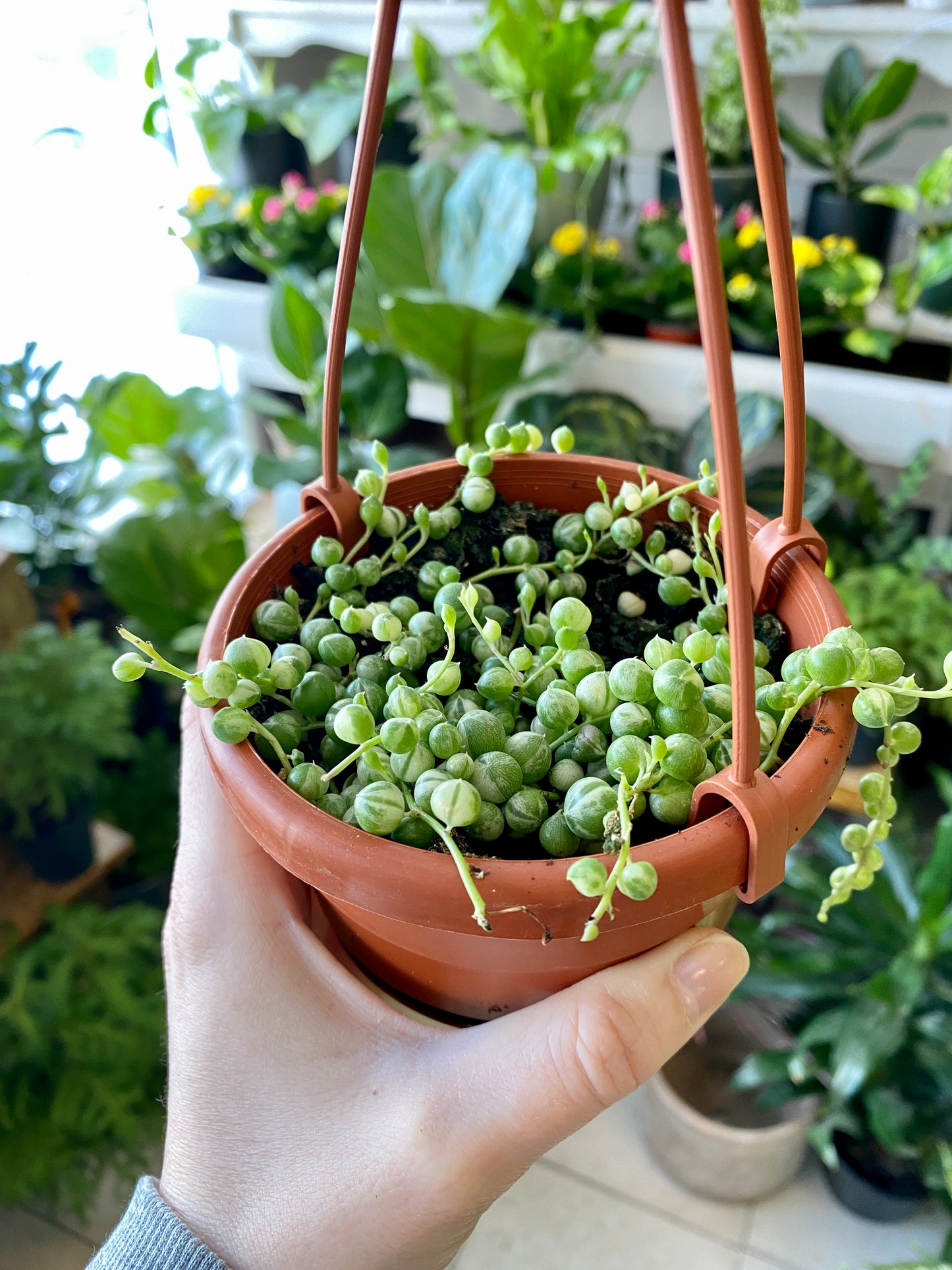 Variegated String of Pearls - Senecio rowleyanus