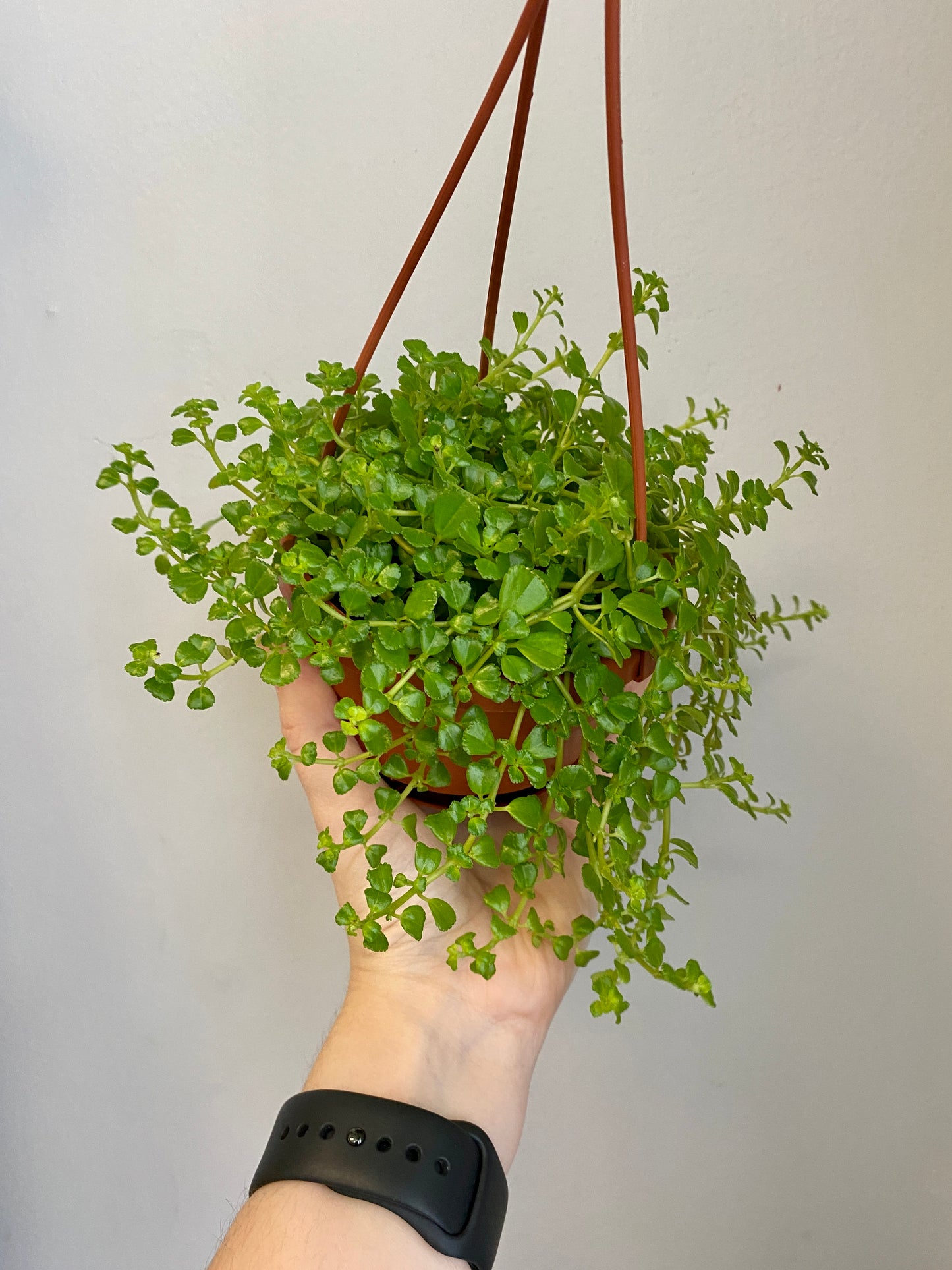 Pilea depressa ‘Baby Tears’