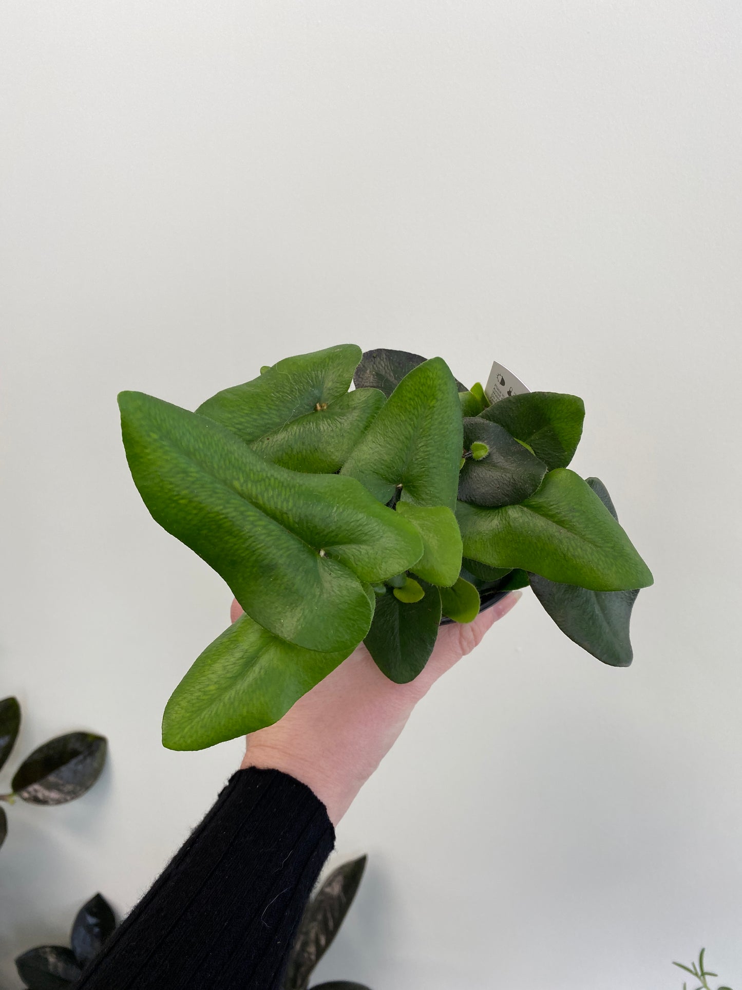 Hemionitis arifolia - Heart Leaf Fern