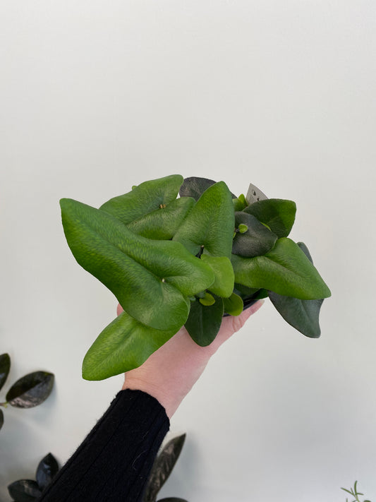 Hemionitis arifolia - Heart Leaf Fern