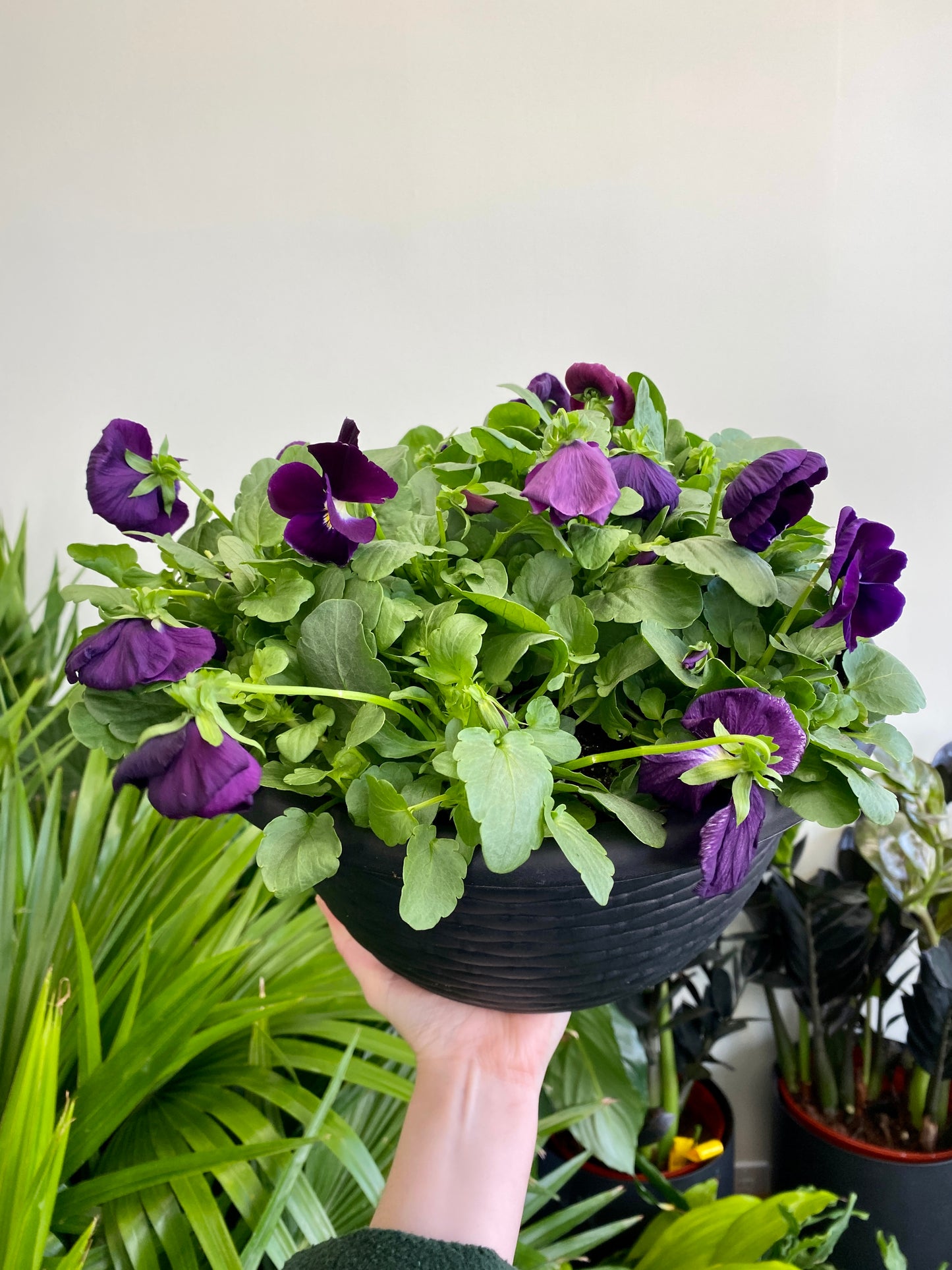 Pansy