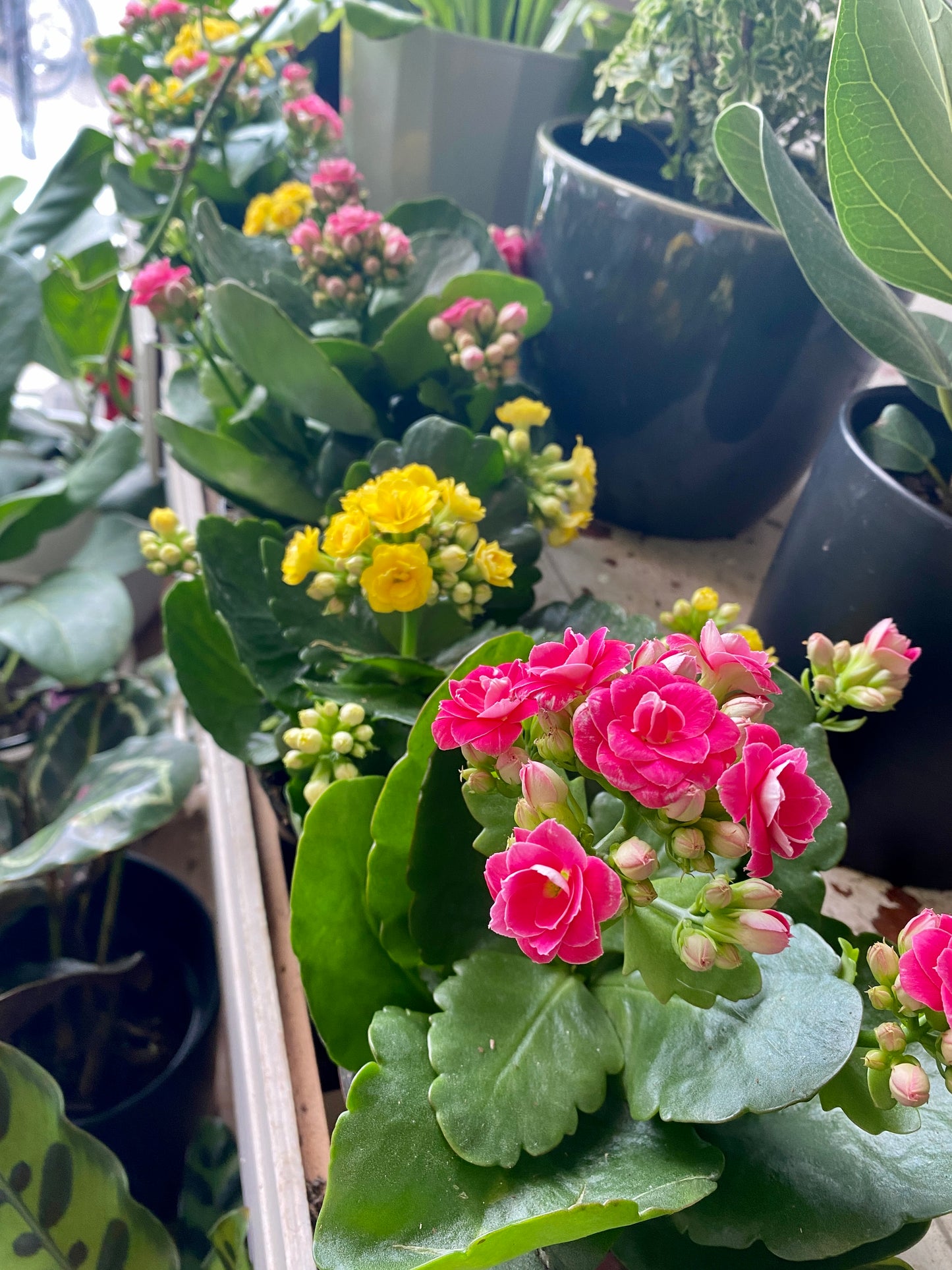 Kalanchoe / Calandiva