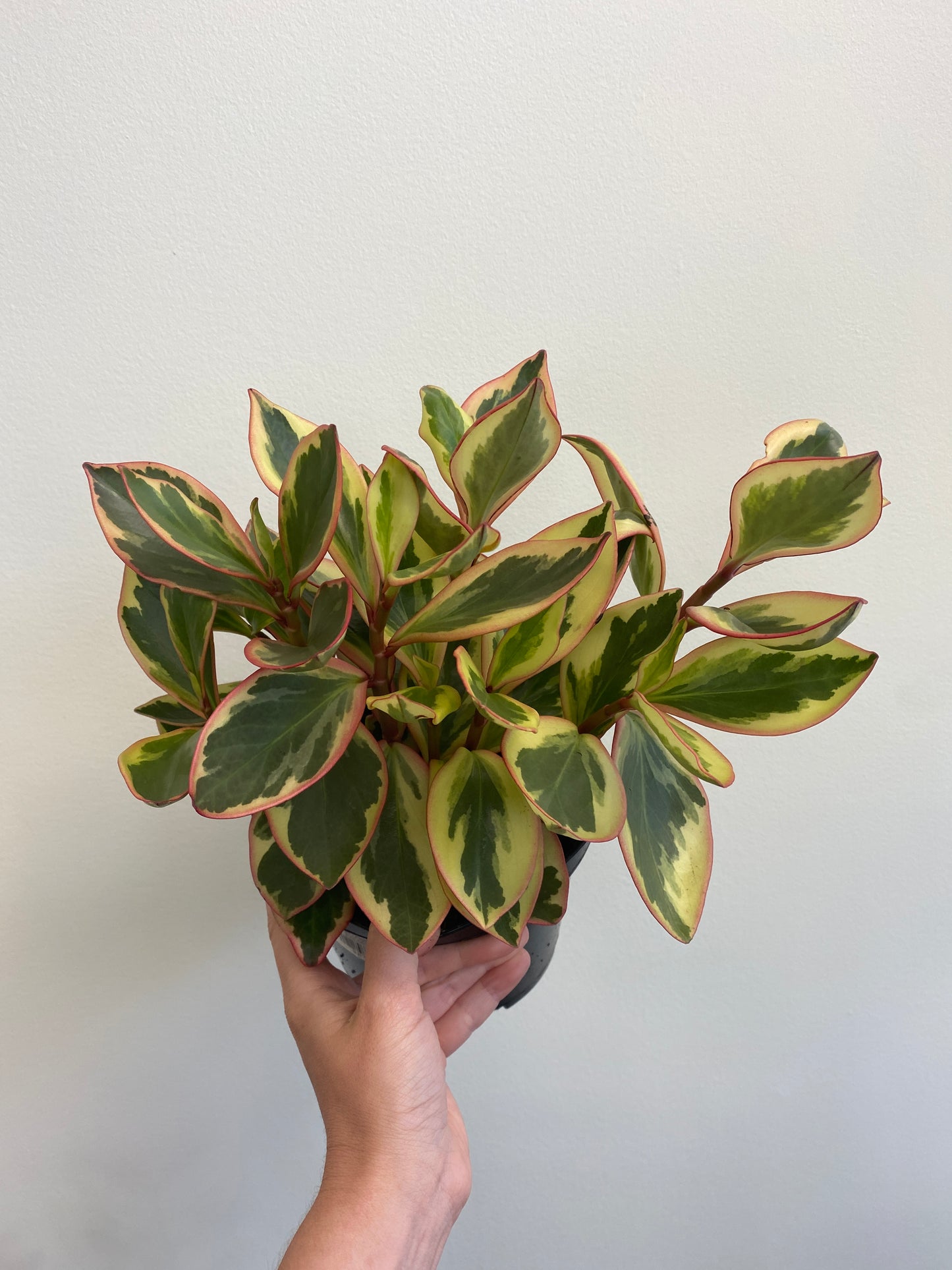 Peperomia clusiifolia 'Ginny'; 'Tricolor' - Red Edge Peperomia