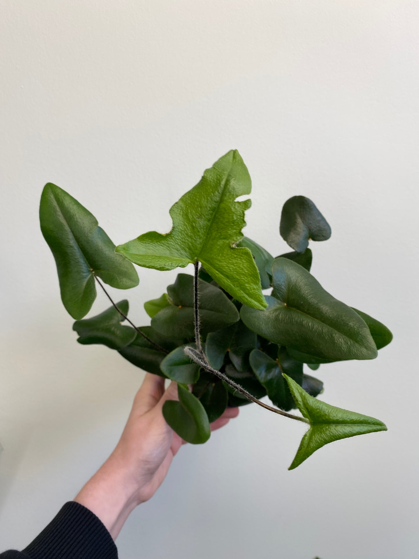 Hemionitis arifolia - Heart Leaf Fern