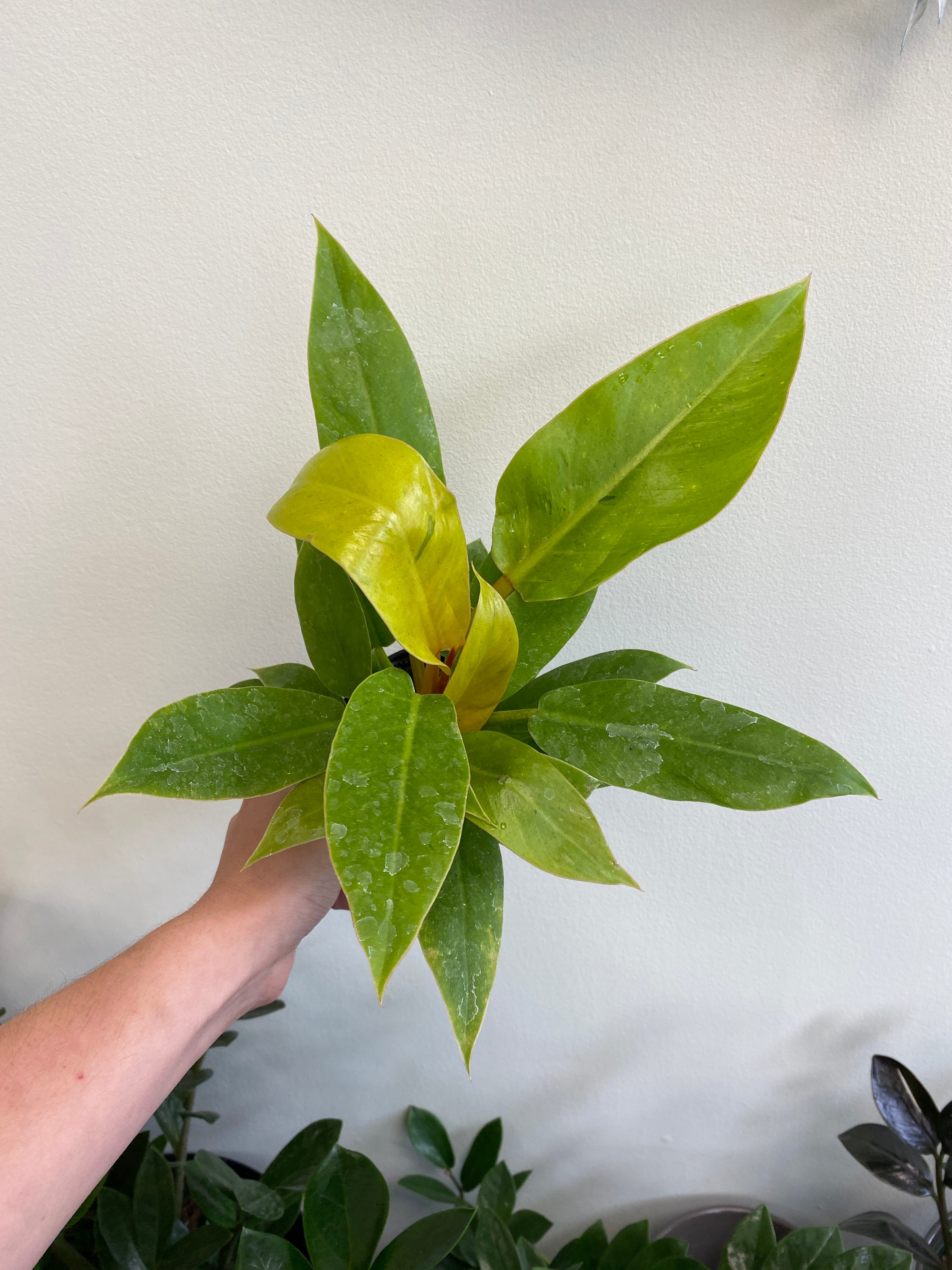 philodendron melinonii for sale Philodendron melinonii 'Gold' – Wild Willy's Plants and Flowers