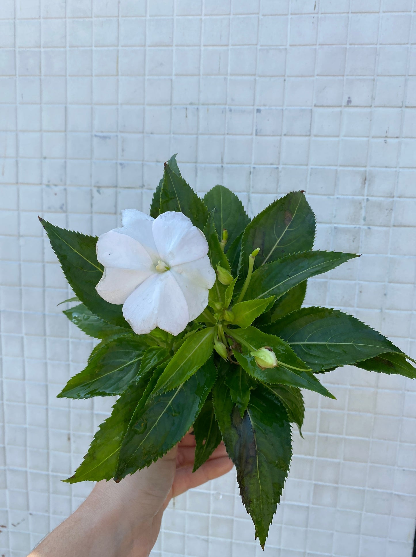 New Guinea Impatiens mixed colors