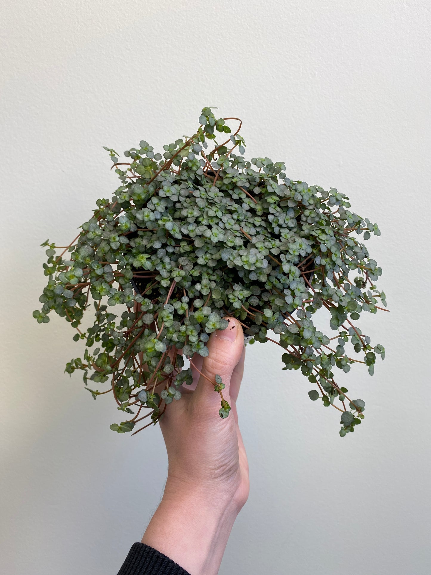 Pilea glauca 'Aquamarine'