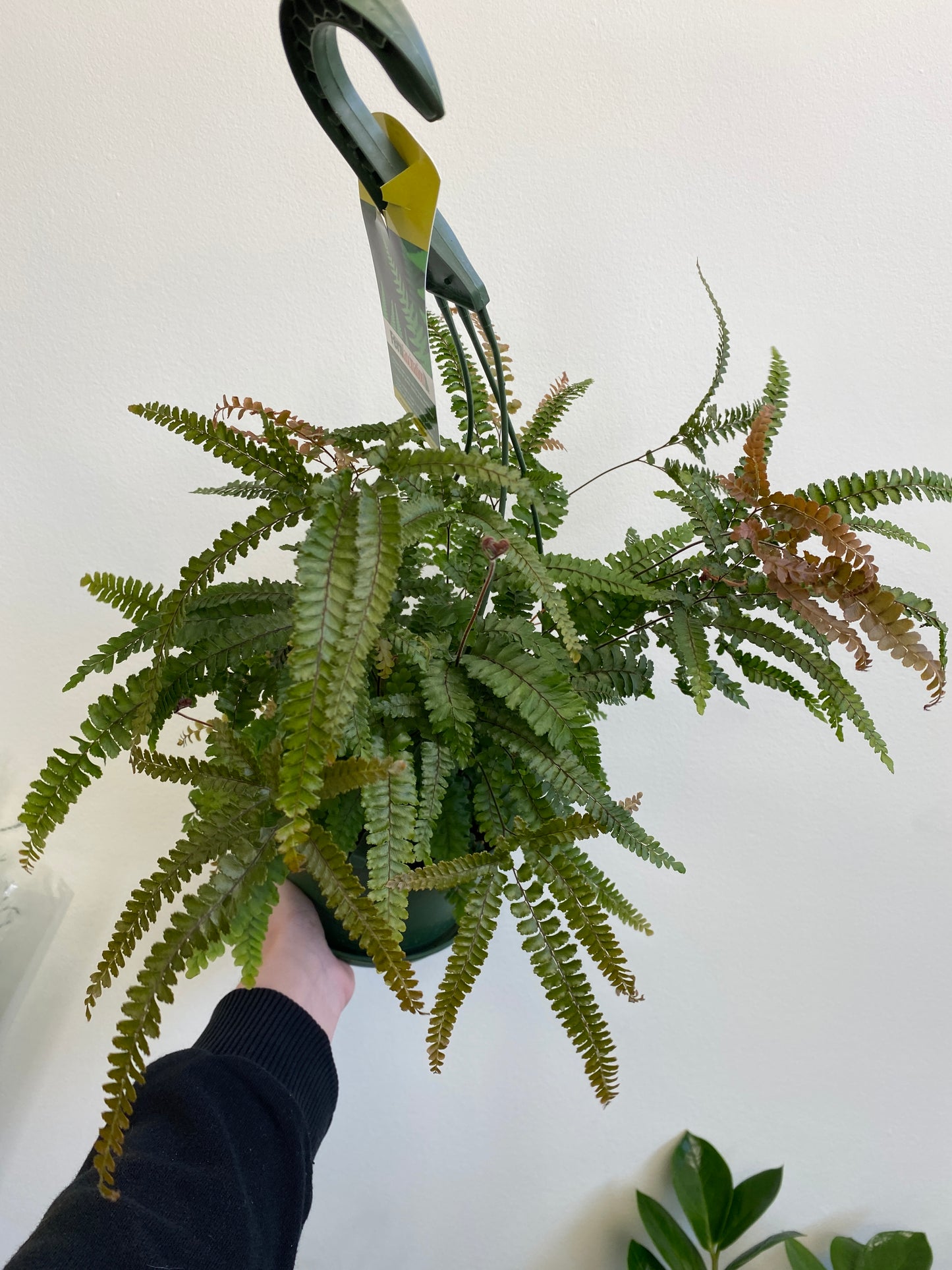 Adiantum hispidulum - Rosy Maidenhair Fern