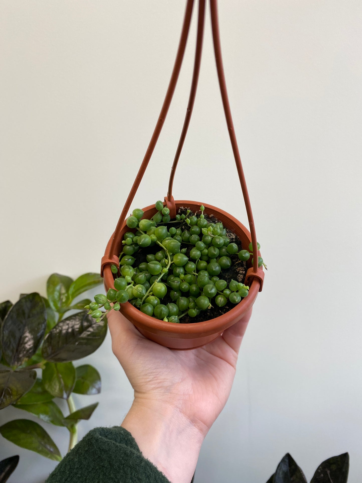 Senecio rowleyanus- String of Pearls