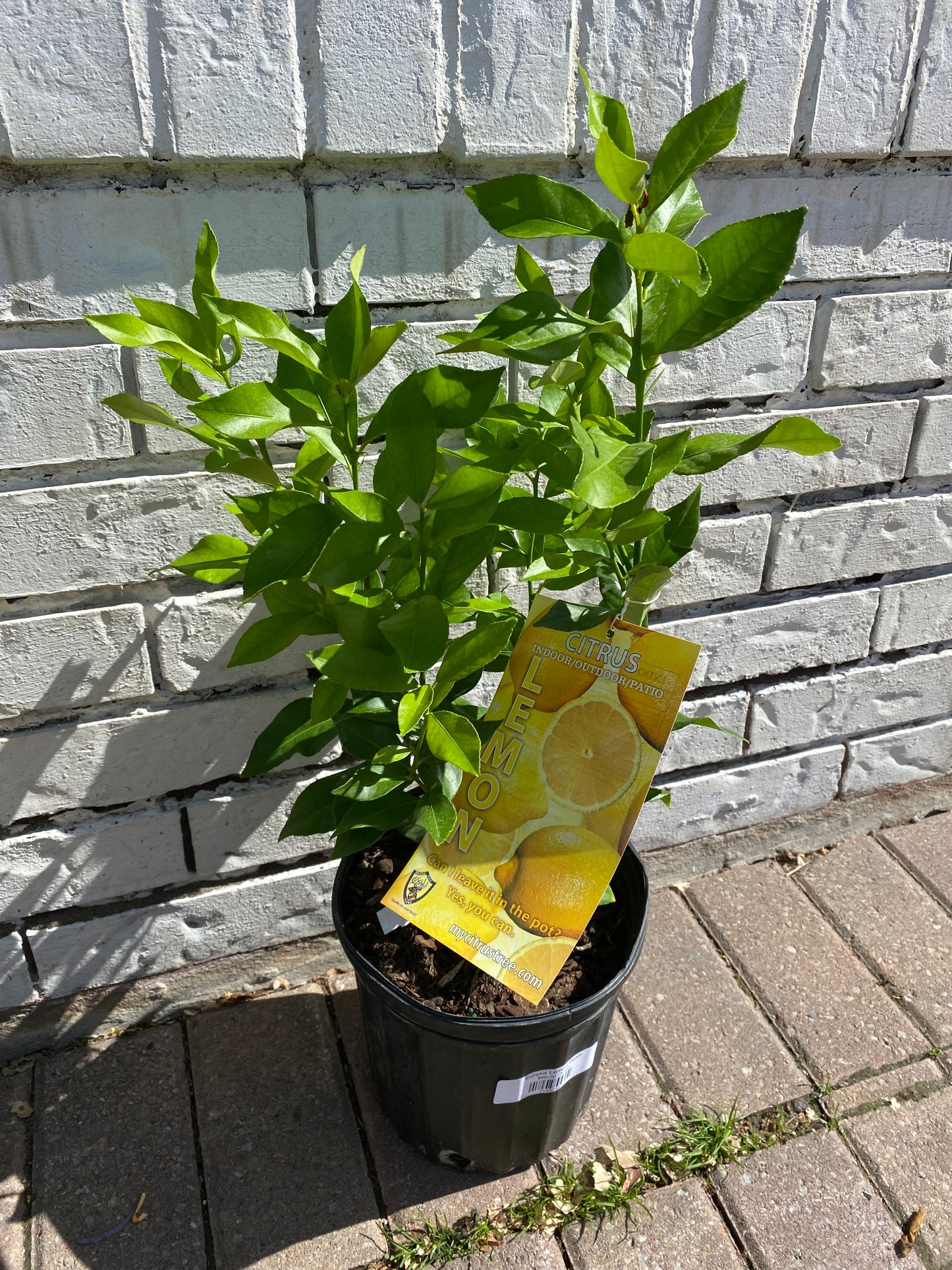 Eureka Lemon Bush