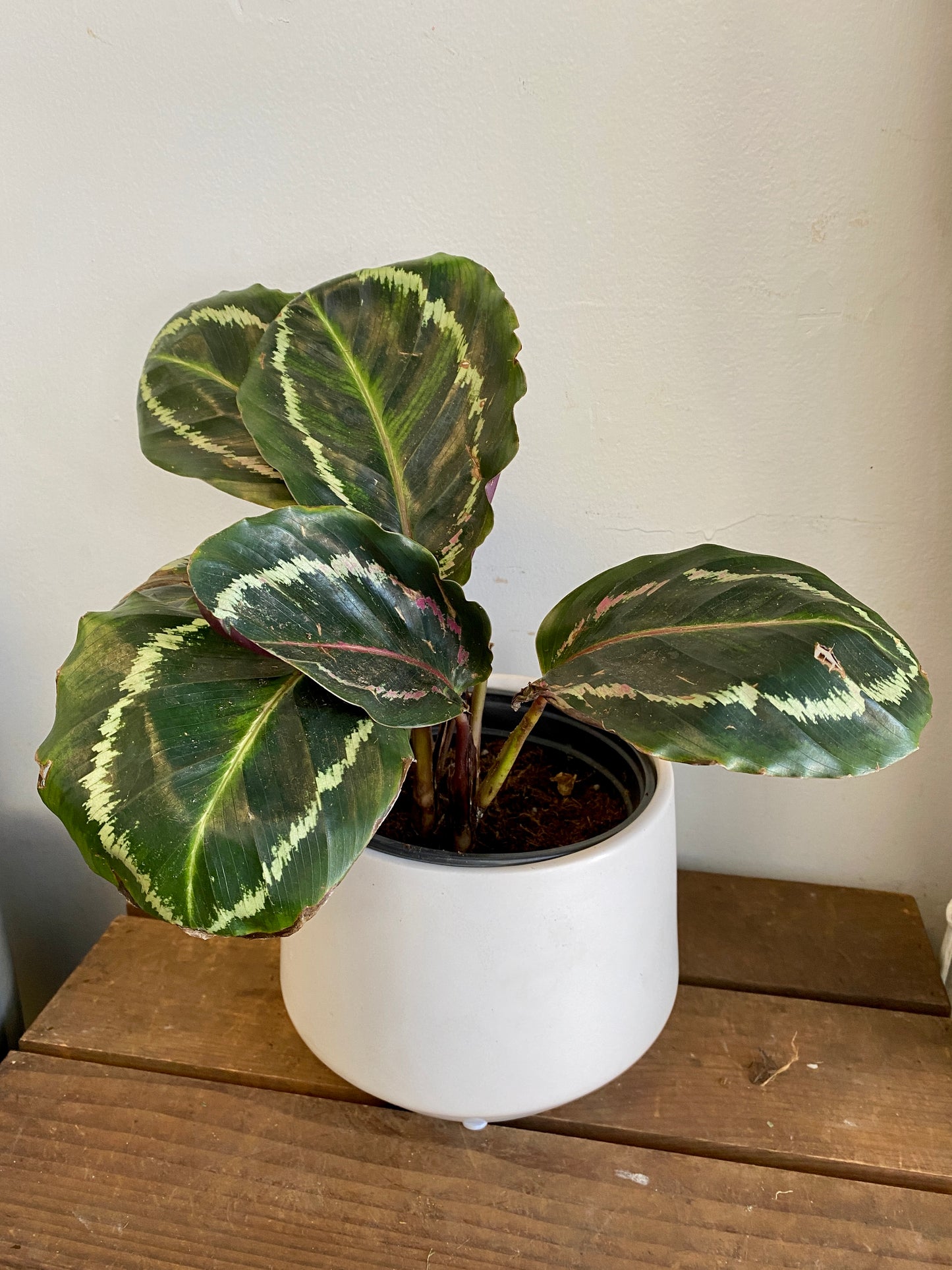 Calathea roseopicta - Medallion Calathea