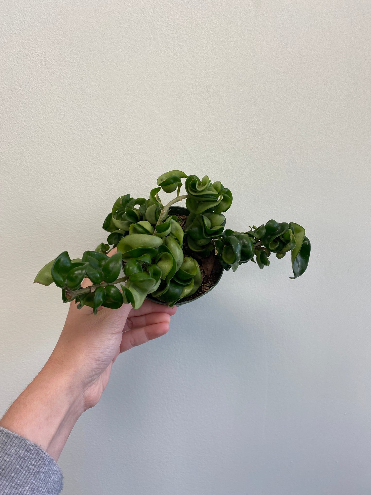 Hoya carnosa ‘Compacta’ - Hindu Rope