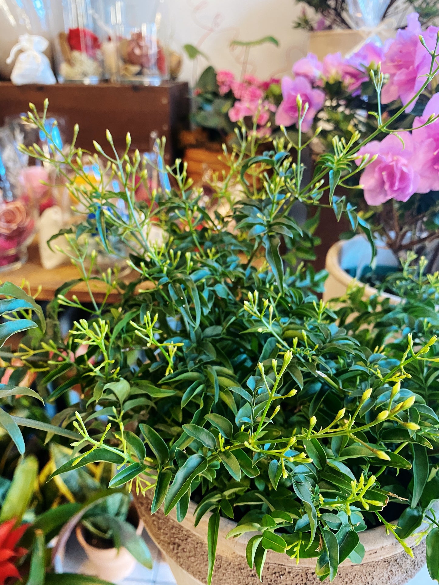 Jasminum polyanthum - Jasmine Vine -