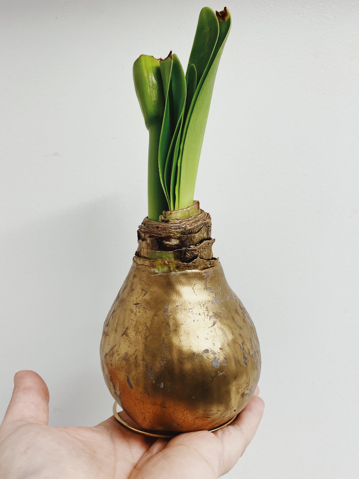 Hippeastrum - Waxed Amaryllis Bulbs
