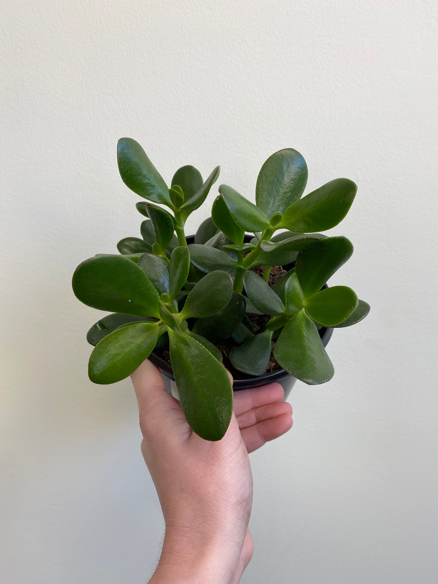 Crassula ovata - Jade