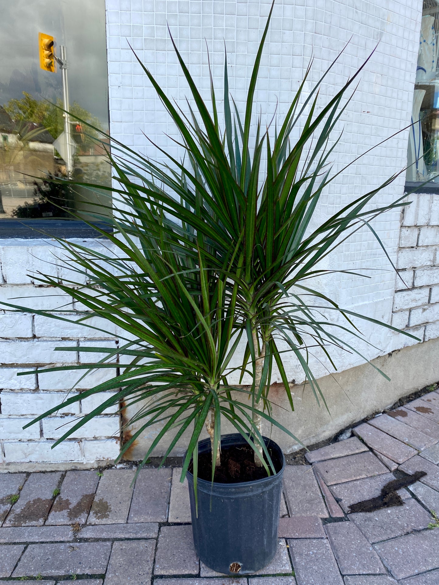 Dracaena marginata
