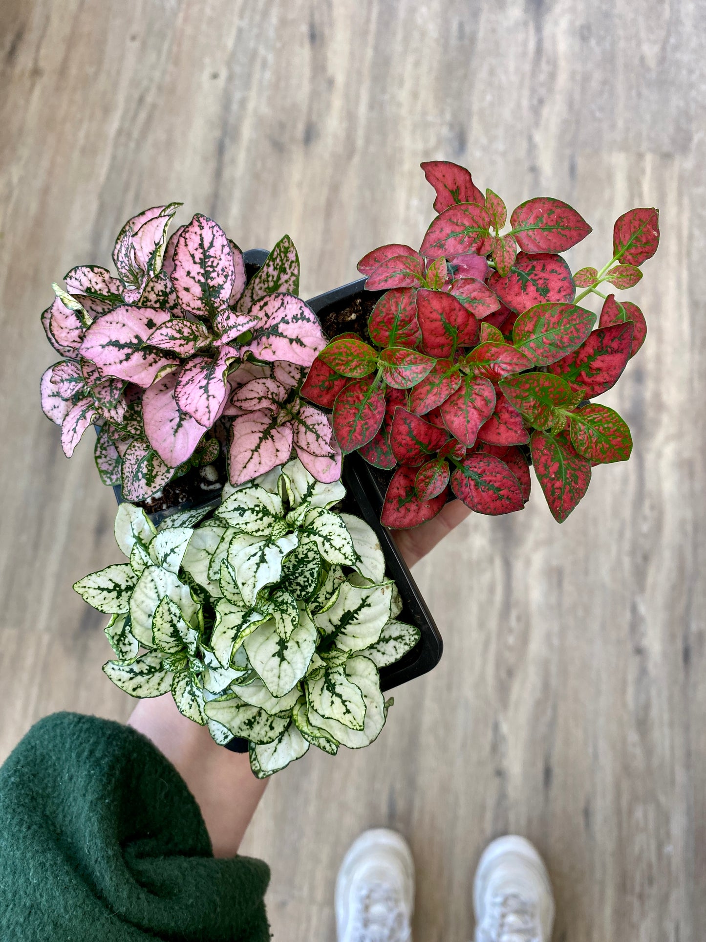 Hypoestes phyllostachya - Polka Dot Plant