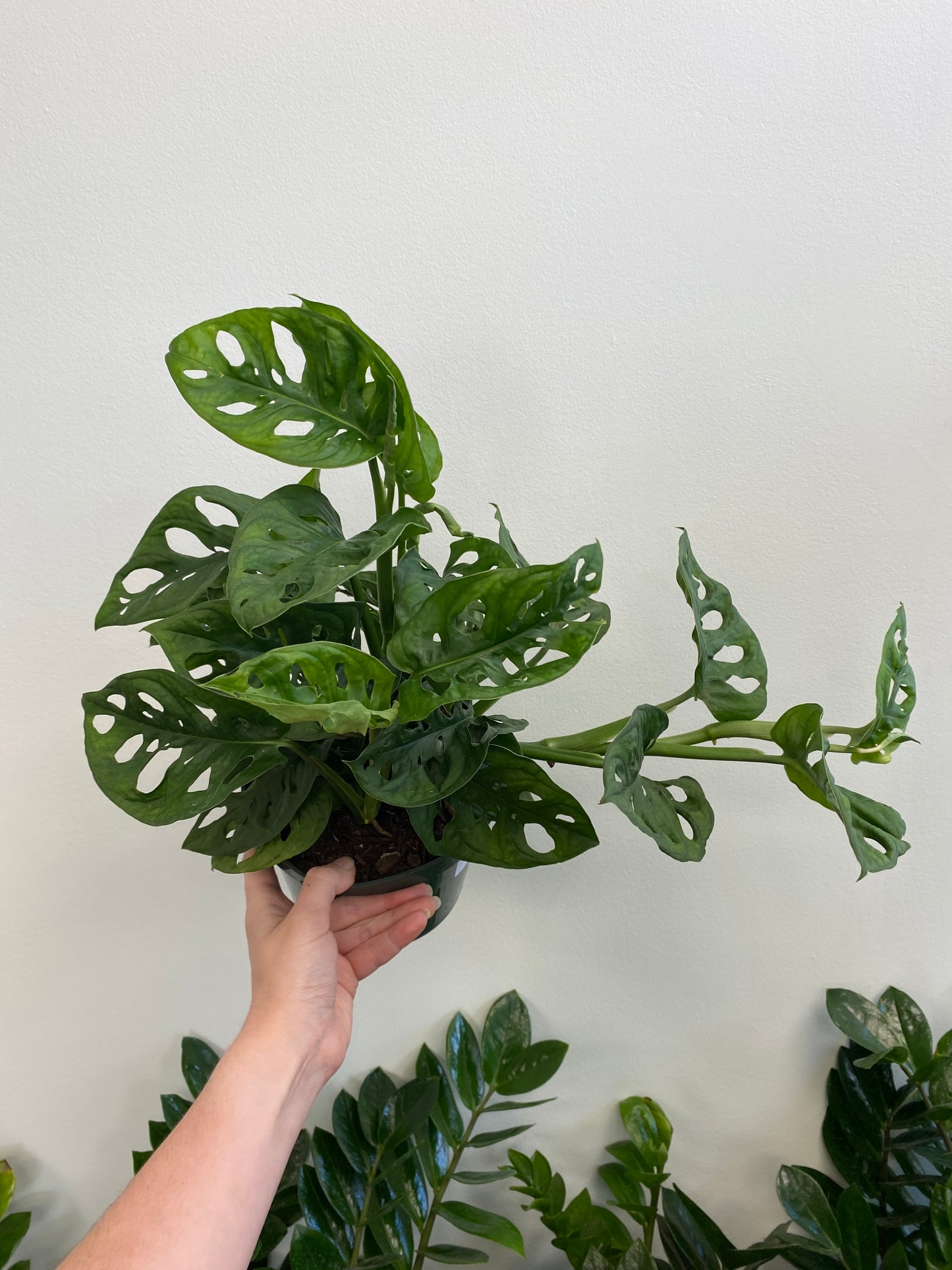 Monstera adansonii - Swiss Cheese Plant