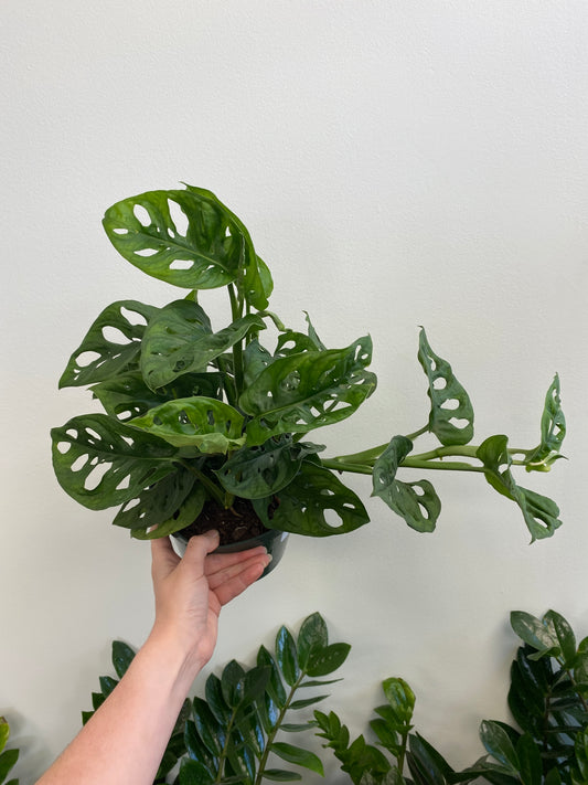 Monstera adansonii - Swiss Cheese Plant