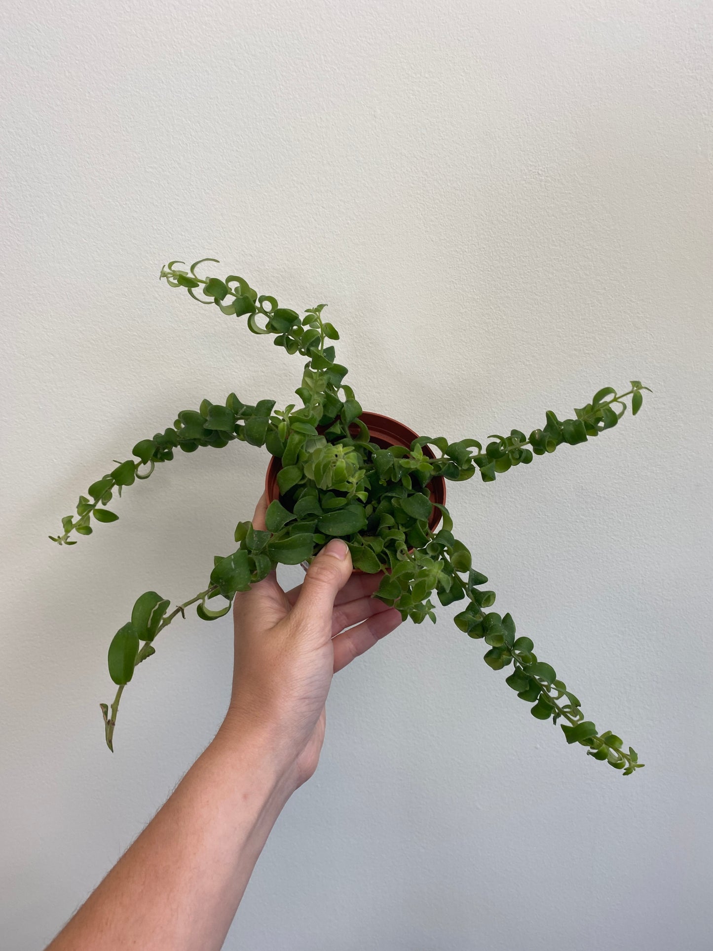 Aeschynanthus Radicans - Curly Lipstick