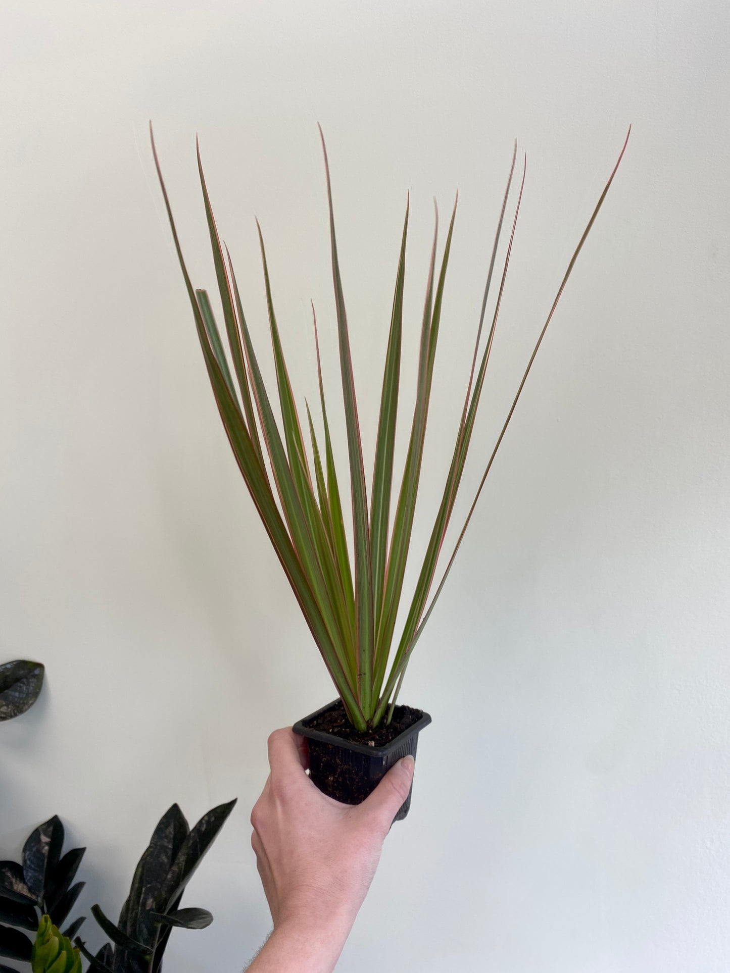 Dracaena marginata ‘Bi-Color’