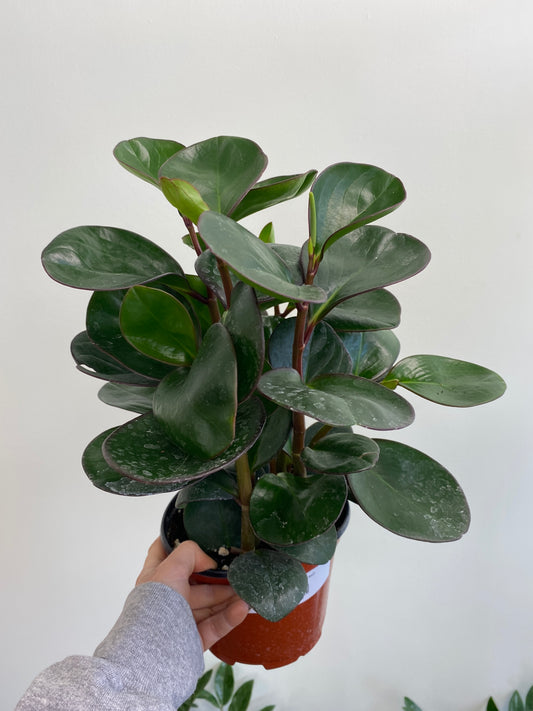 Peperomia (Assorted)