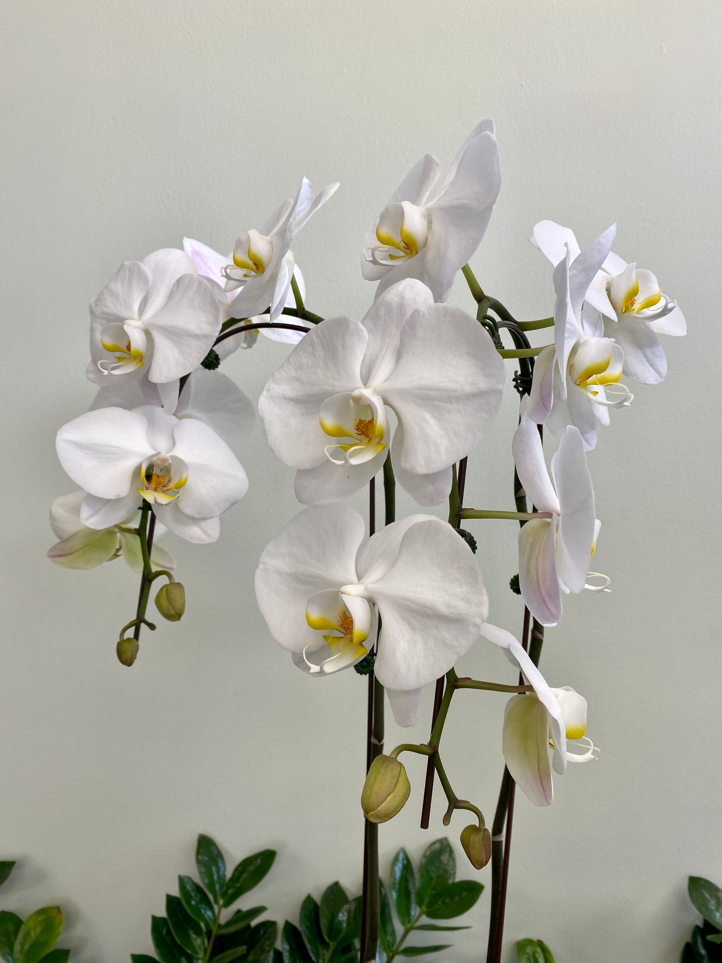 Waterfall Orchid single stem (plant only)