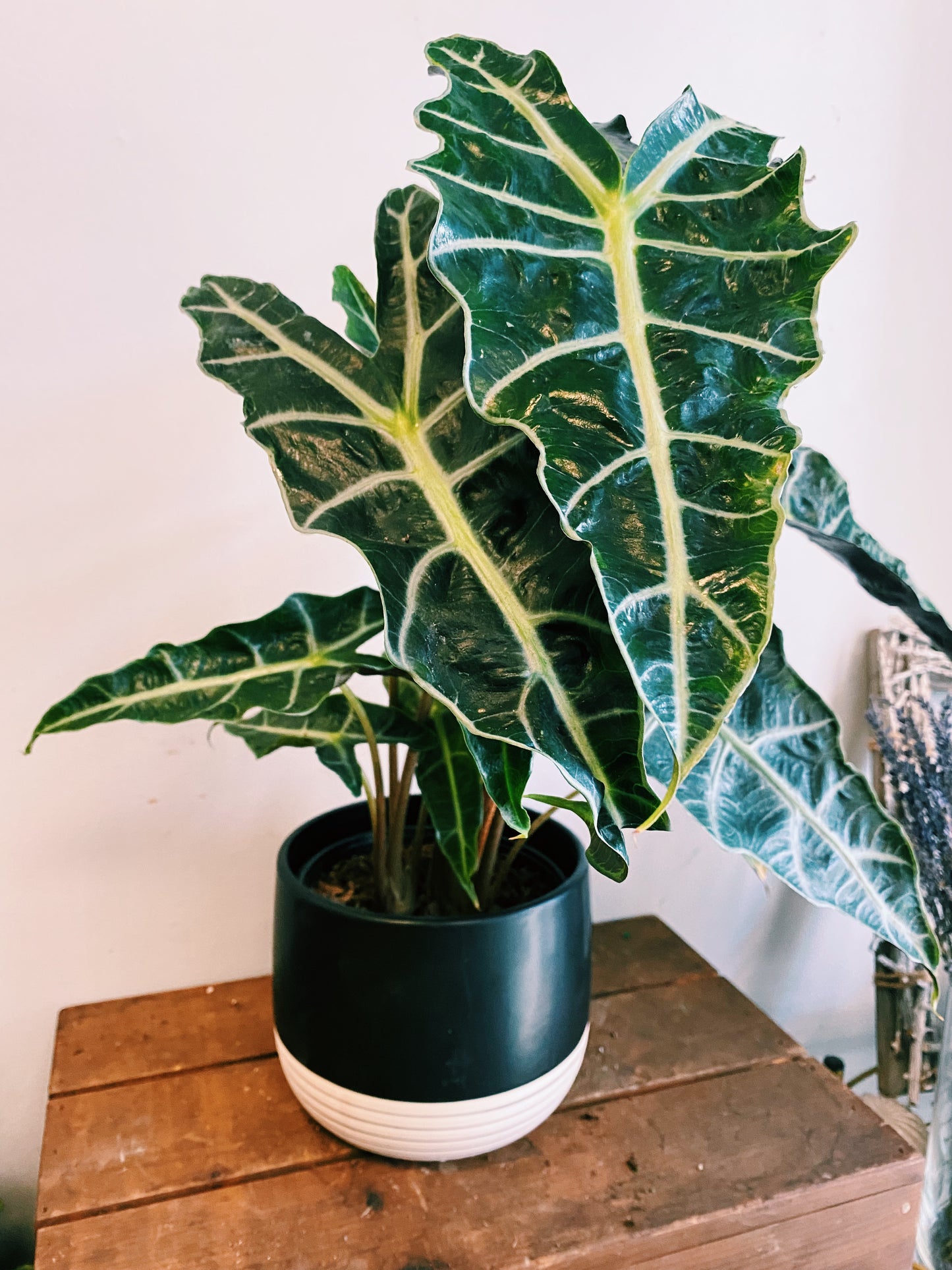 Alocasia ‘Polly’