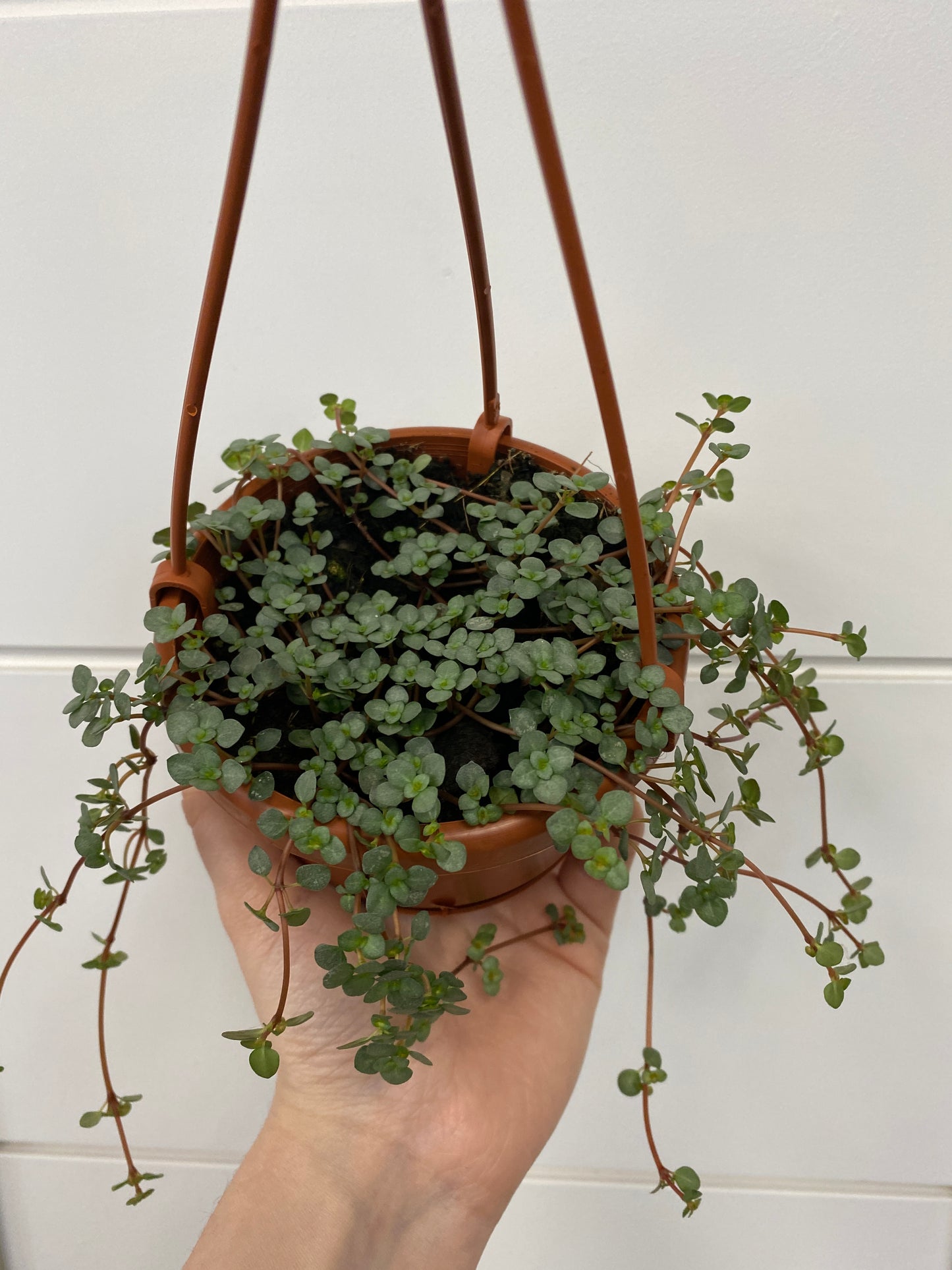 Pilea glauca 'Aquamarine'
