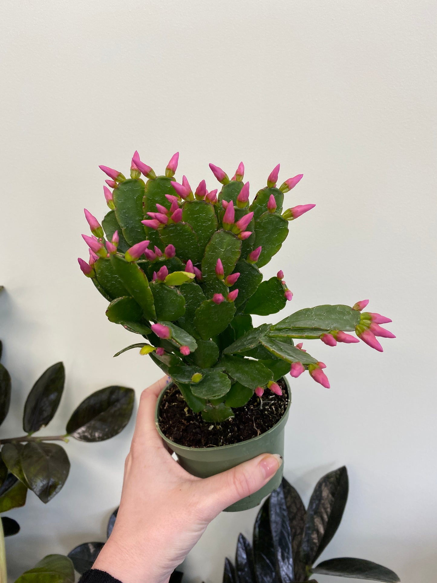 Hatiora gaertneri - Spring / Easter Cactus