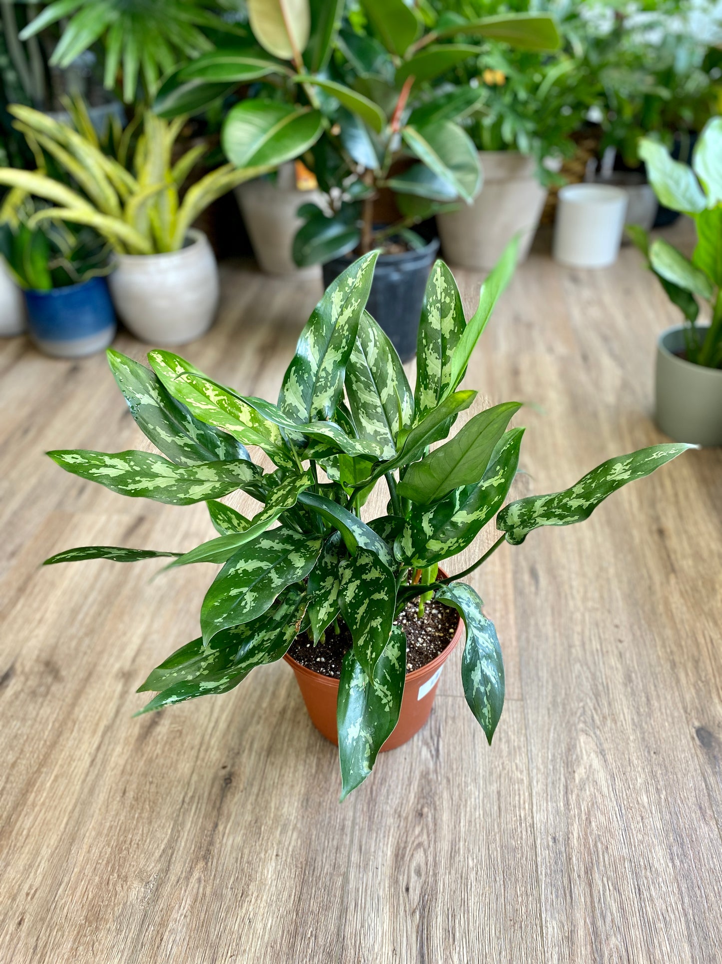 Aglaonema 'Emerald Beauty/Maria’ - Chinese Evergreen