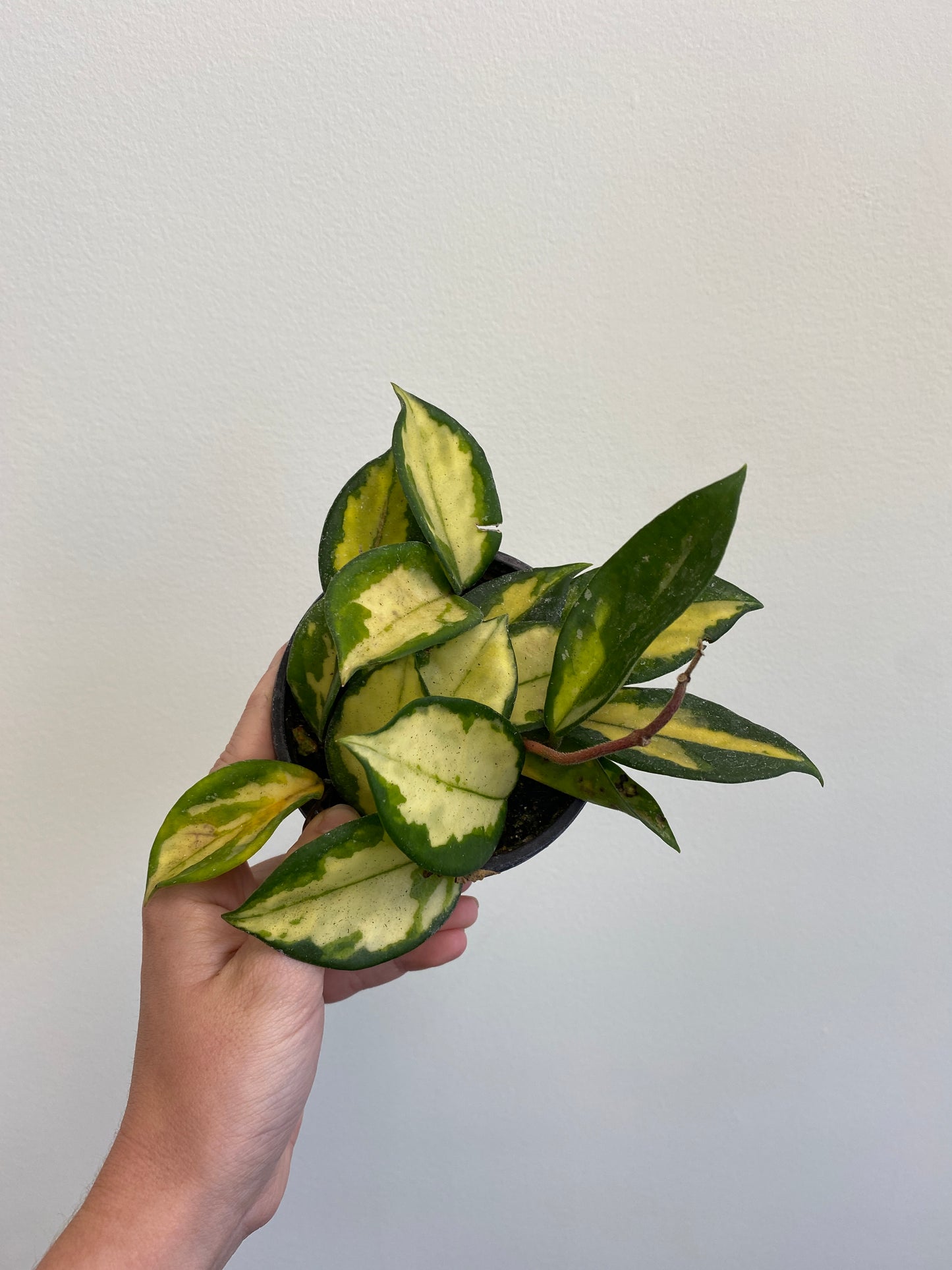 Hoya carnosa variegata 'Tricolor'