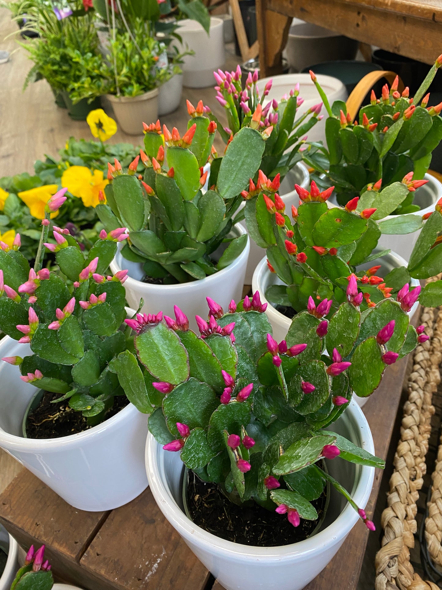 Hatiora gaertneri - Spring / Easter Cactus