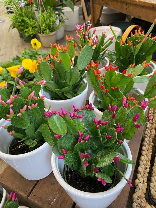 Hatiora gaertneri - Spring / Easter Cactus