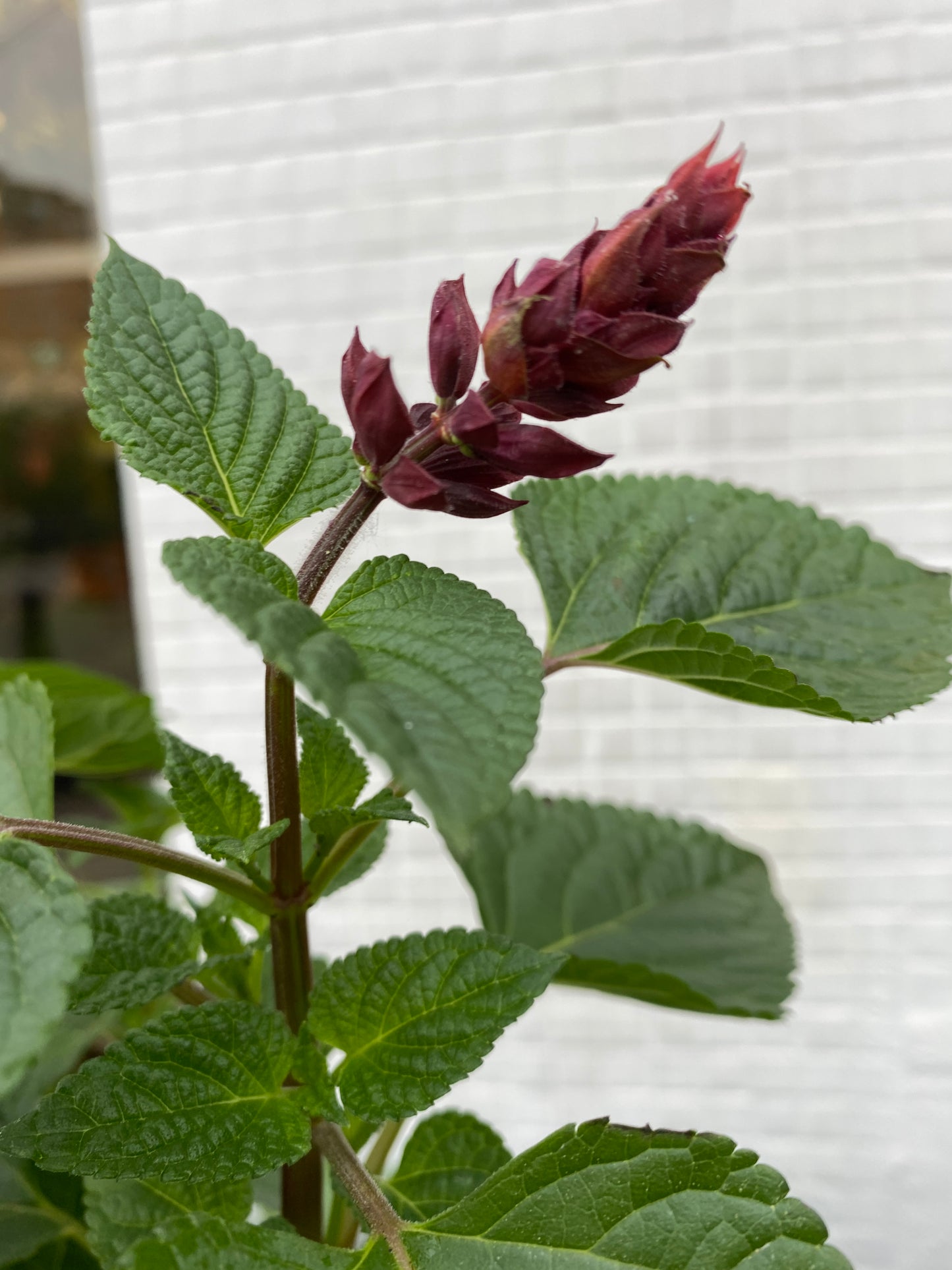 Salvia