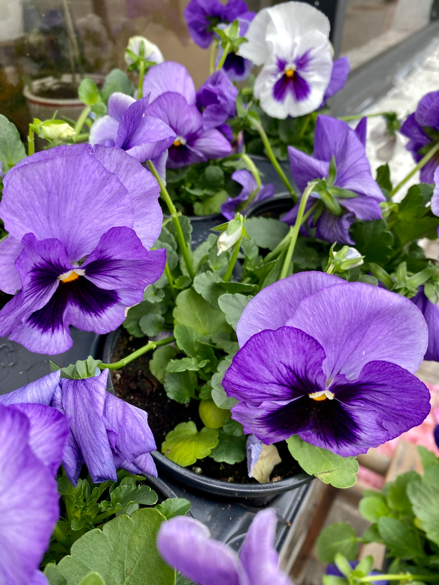 Pansy