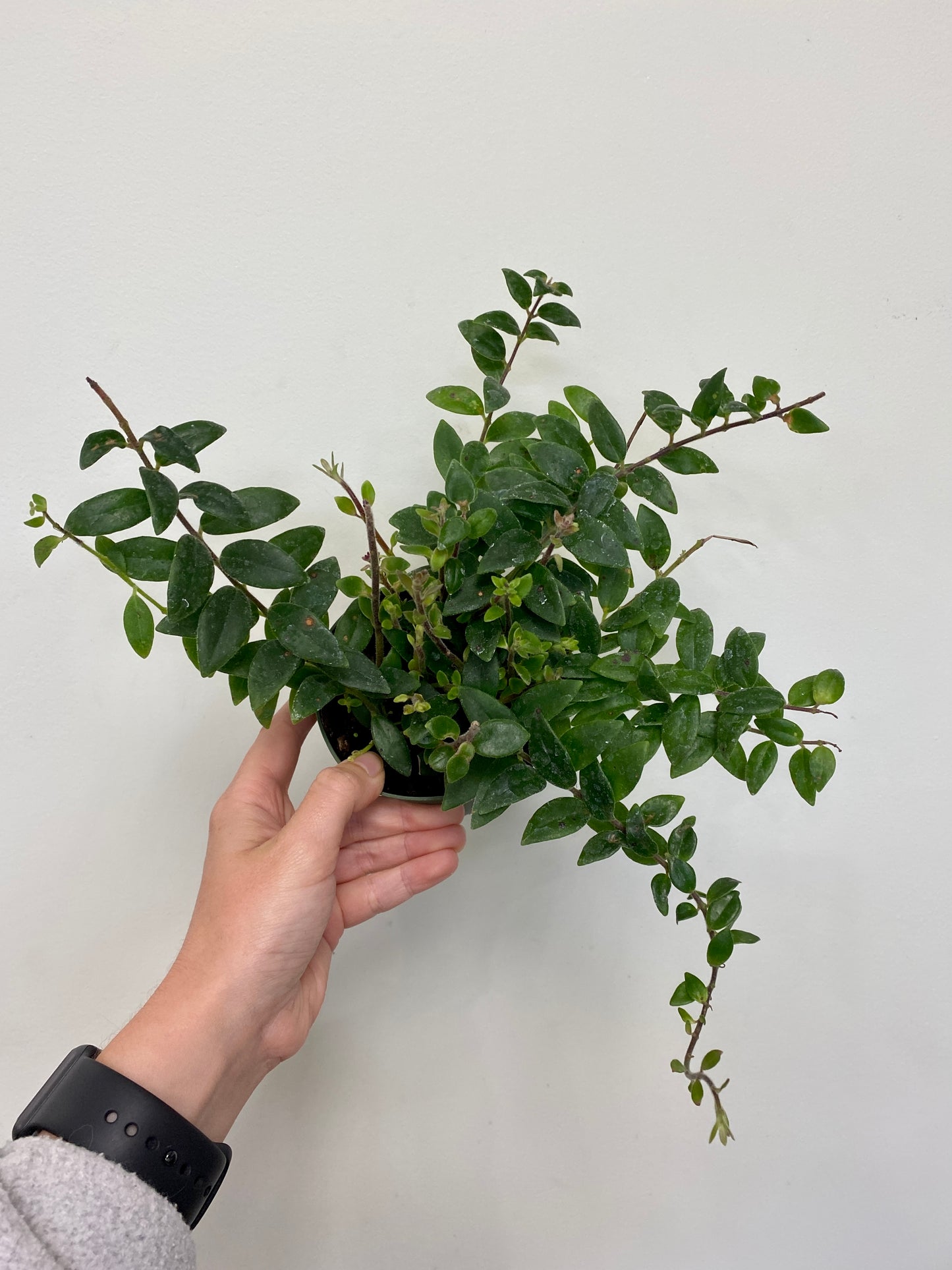 Aeschynanthus gracilis 'Mira' - Lipstick Plant 'Mira'