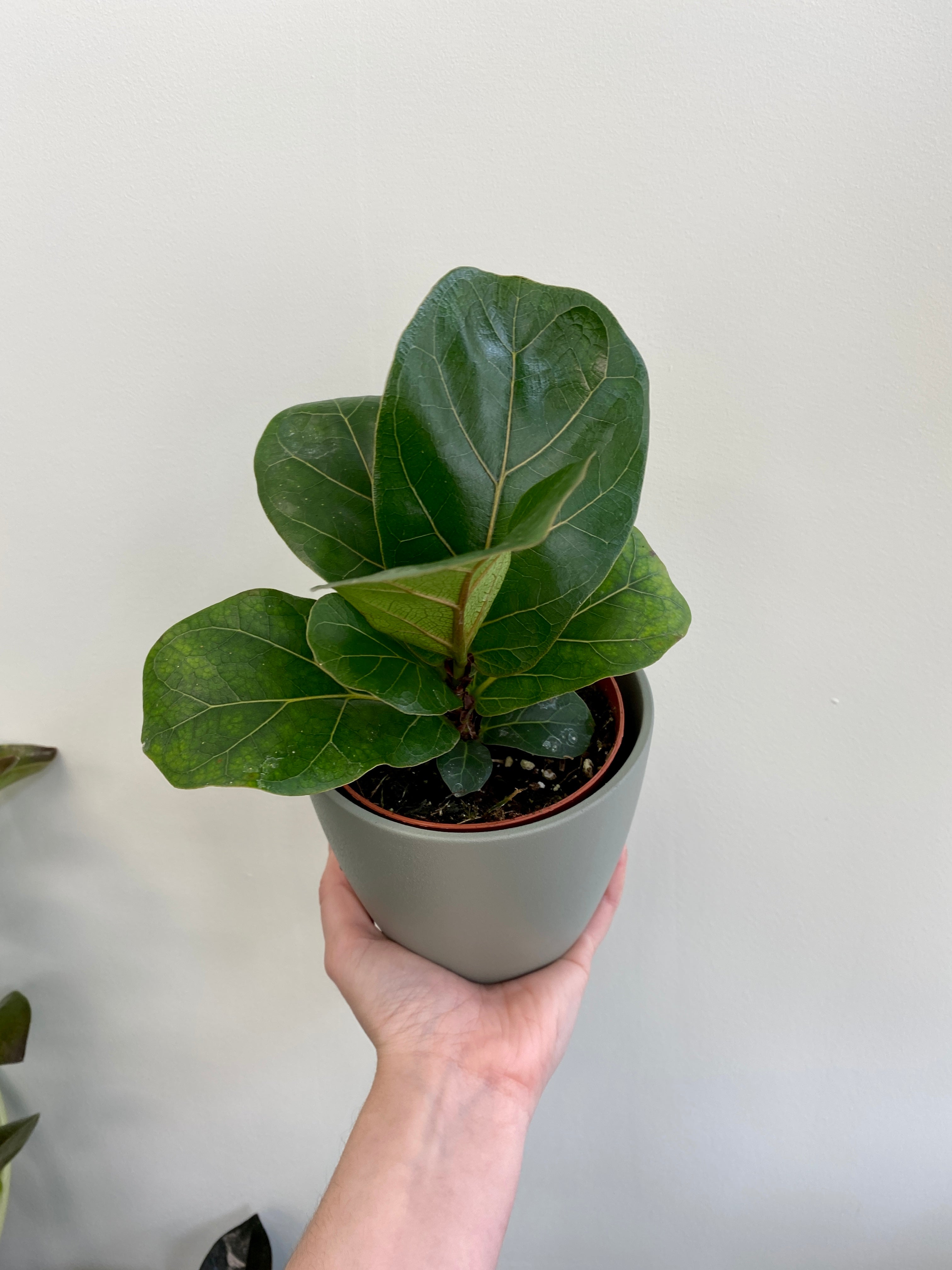 mini fiddle leaf fig Ficus lyrata 'Bambino'